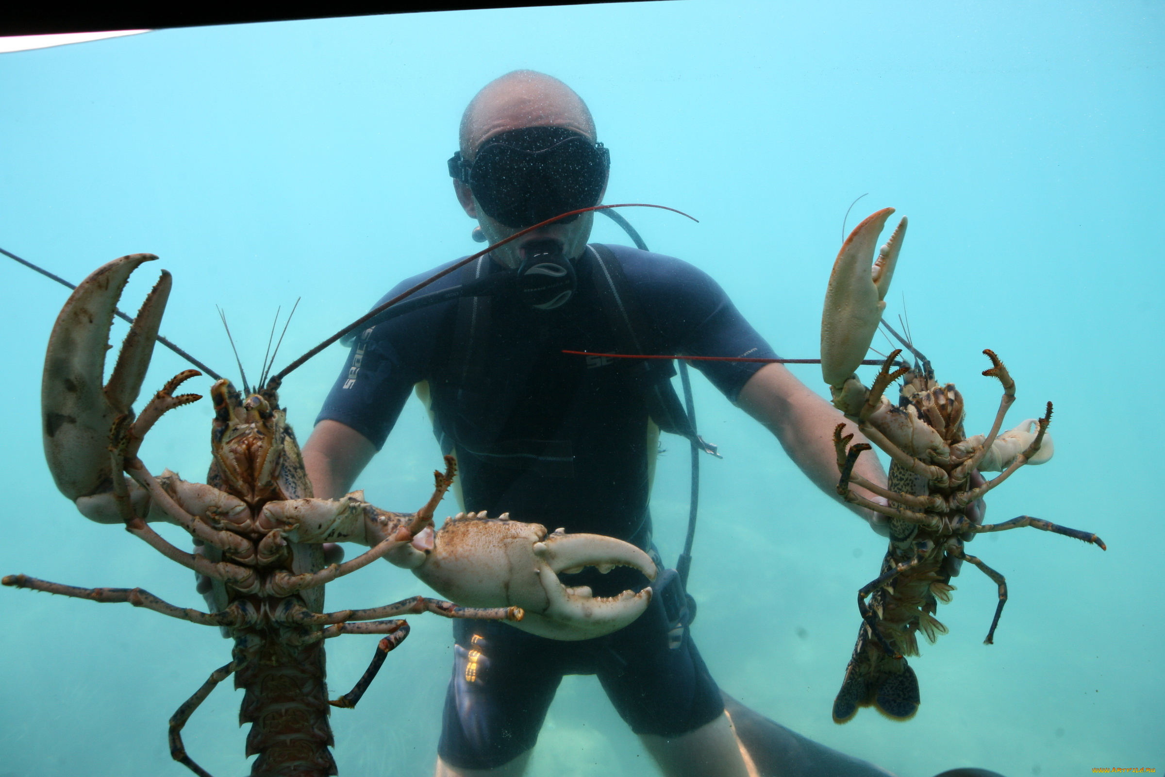 животные, крабы, раки, аквалангист