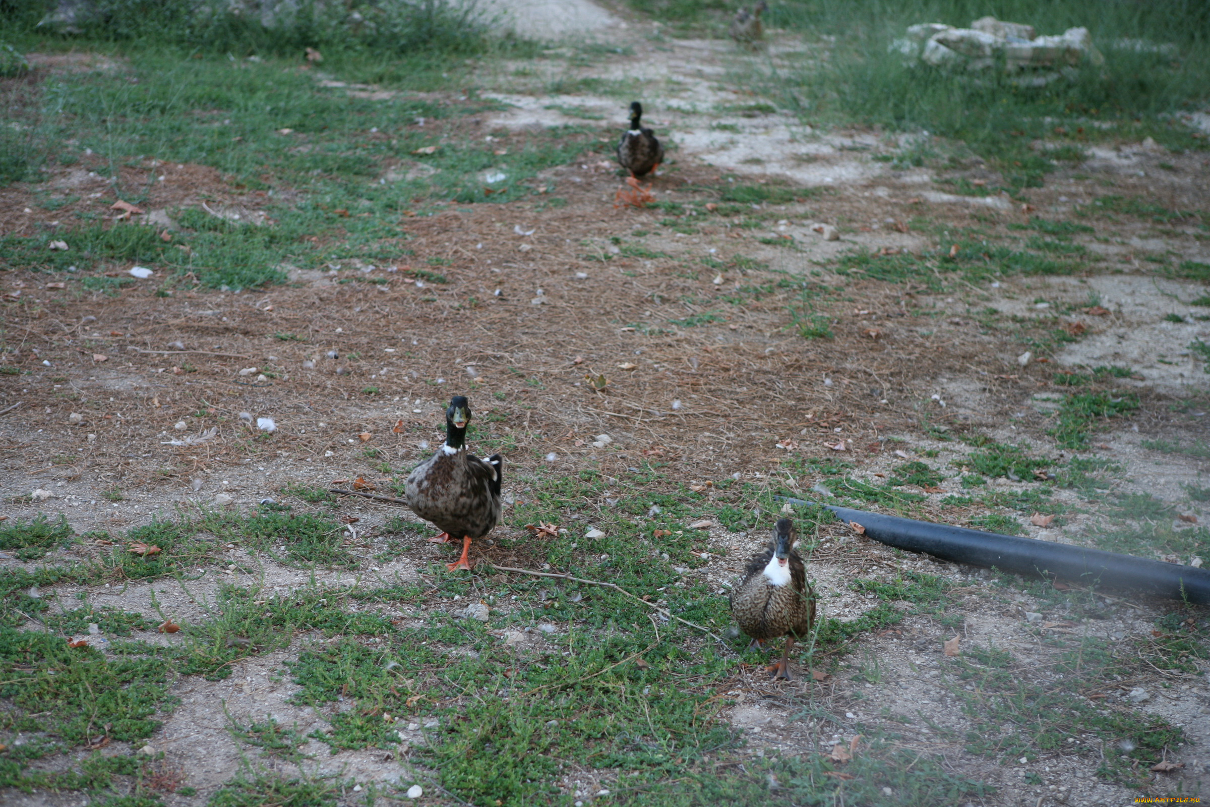 животные, утки, трава, птицы