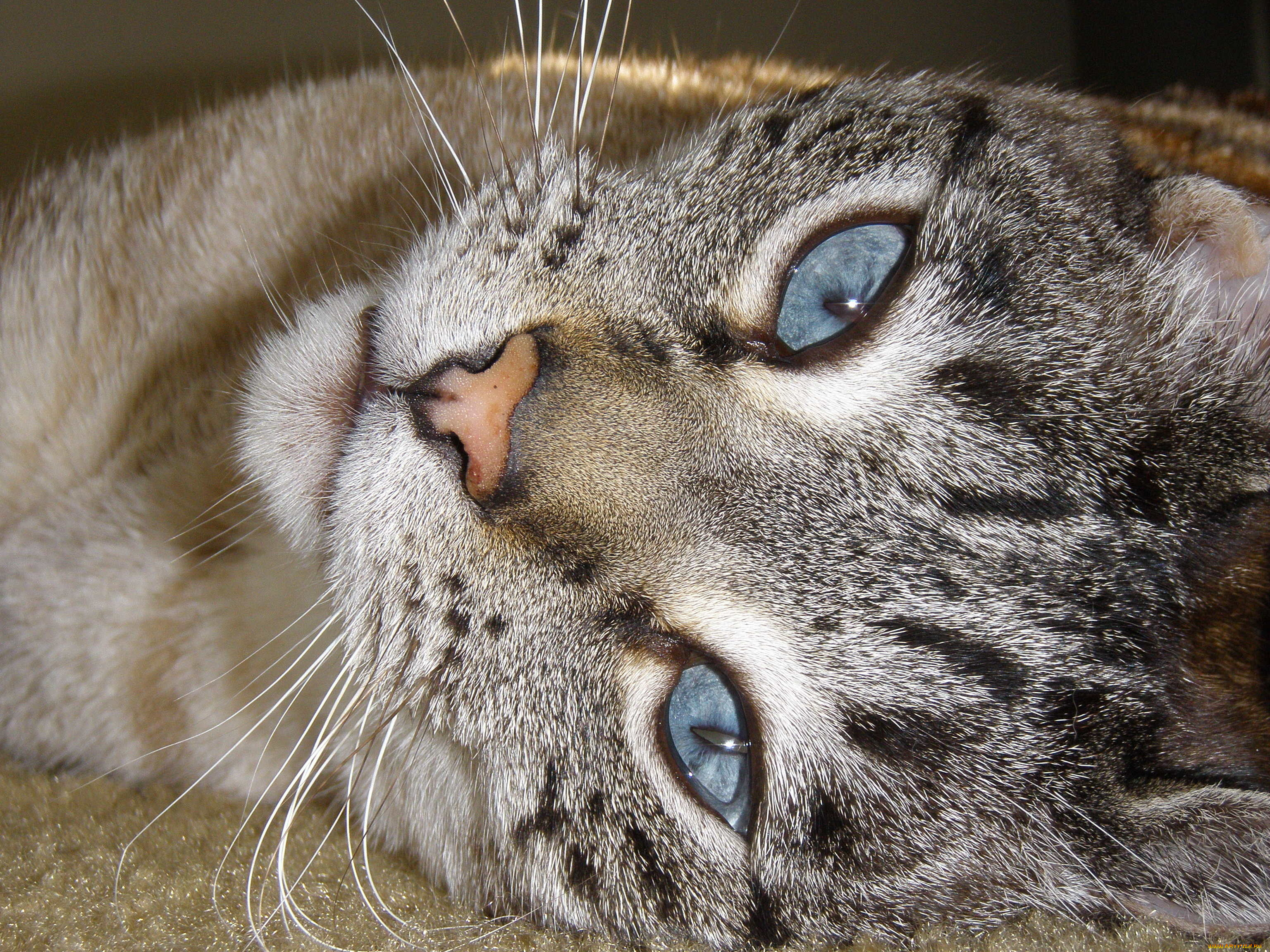 животные, коты, взгляд, морда