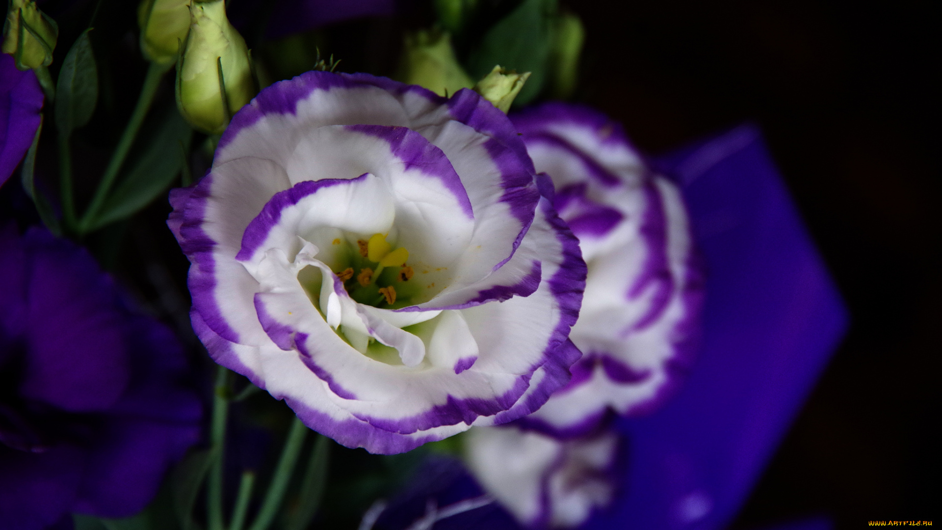 цветы, эустома, цветок