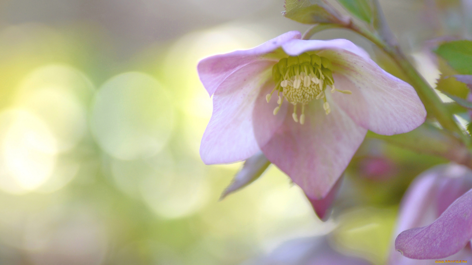 цветы, геллеборус, , морозник