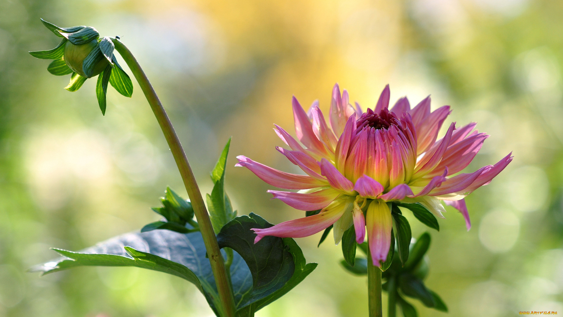 цветы, георгины, бутон