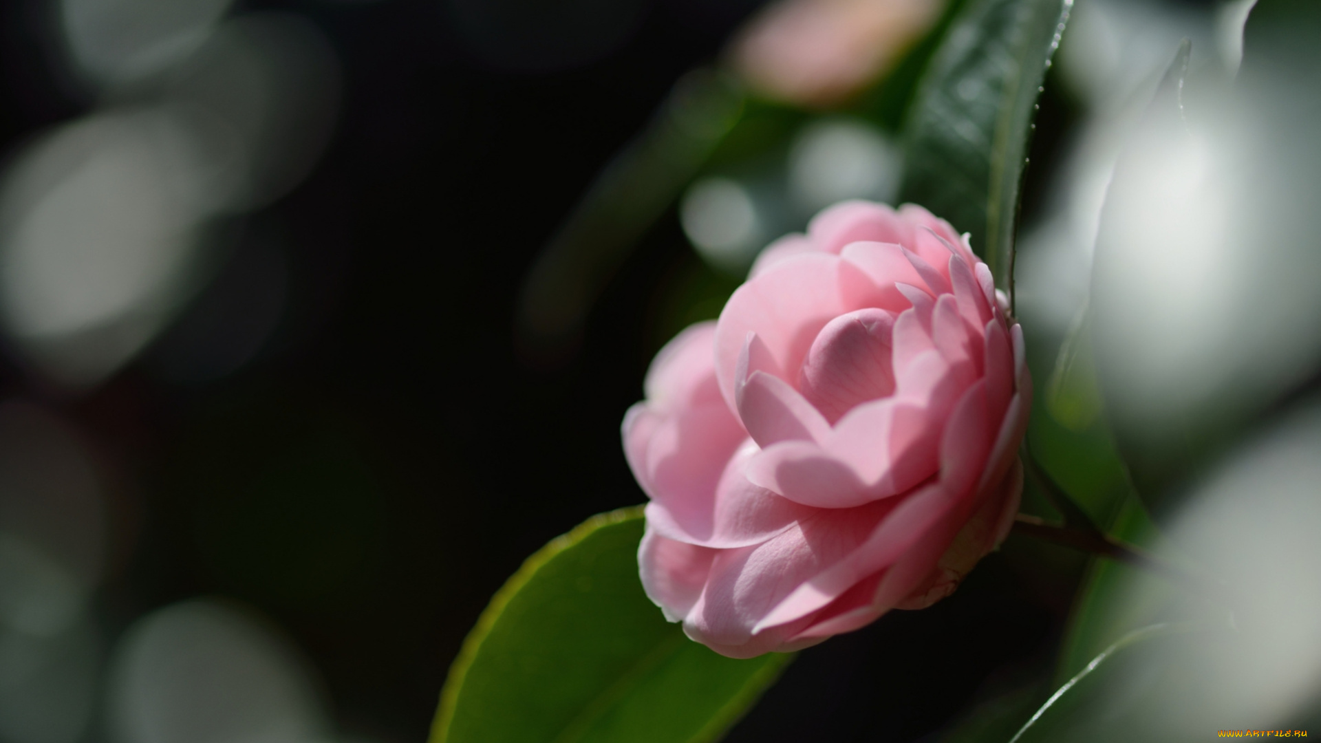 цветы, камелии, макро, цветок, камелия, розовый, лепестки, нежность