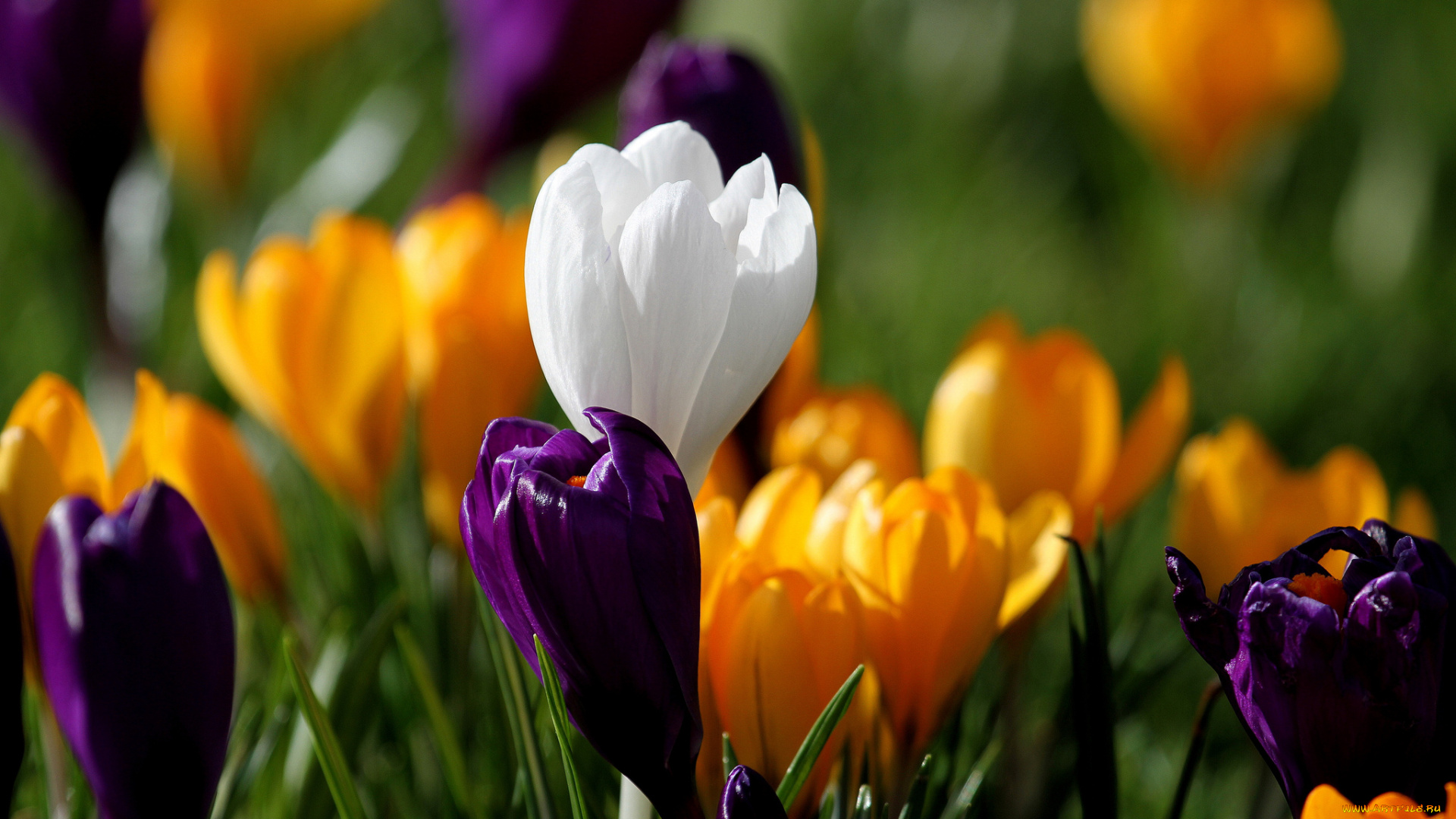 цветы, крокусы, весна