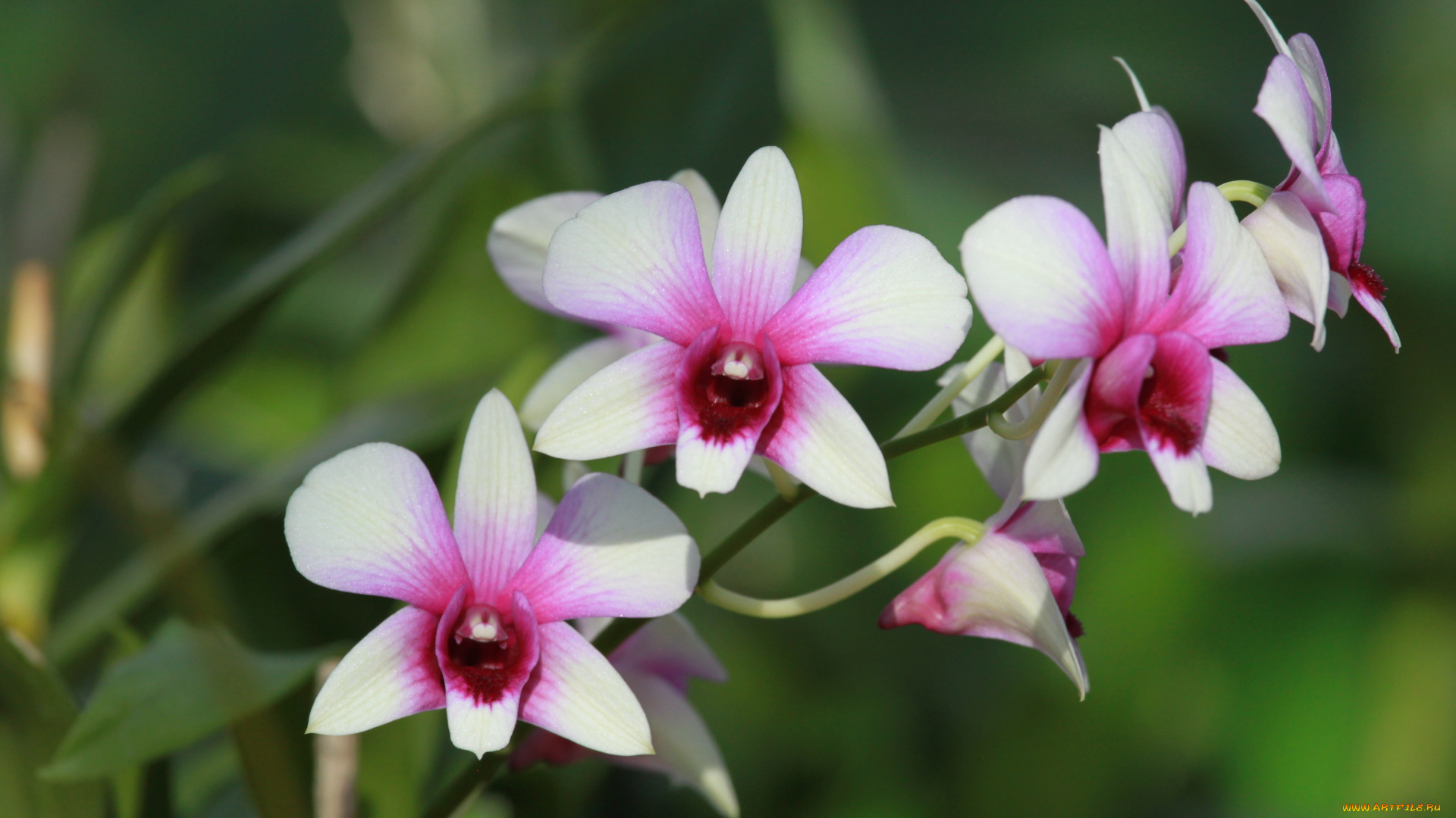 цветы, орхидеи, орхидея, лепестки, стебель, природа