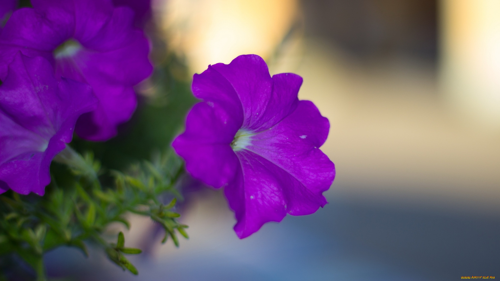 цветы, петунии, , калибрахоа, фиолетовая, петуния