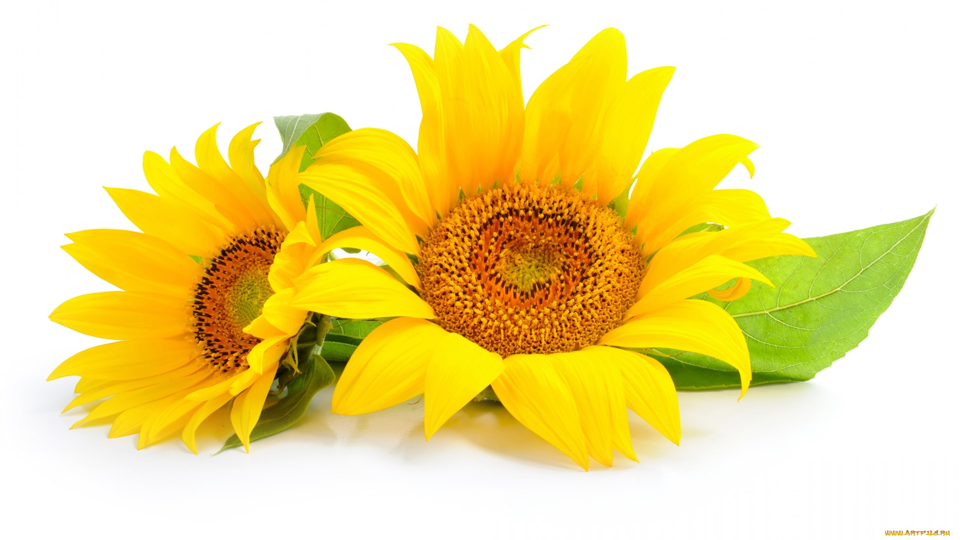 цветы, подсолнухи, листики