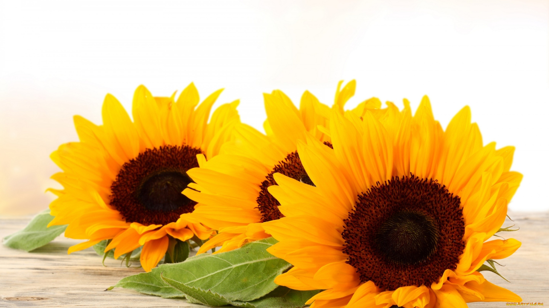 цветы, подсолнухи, золотистый, подсолнух, жёлтый, подсолнечник