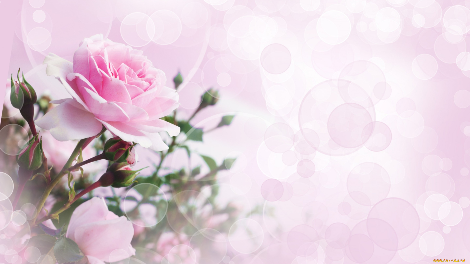 цветы, розы, цветок, роза, боке