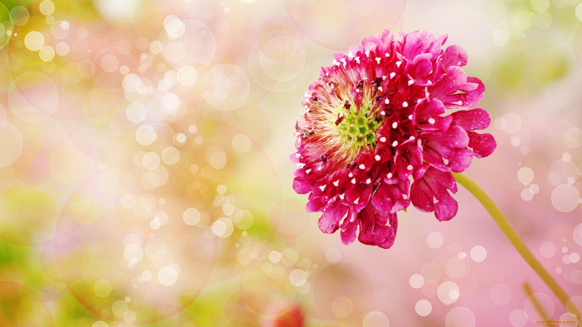 цветы, скабиоза, боке, соцветия