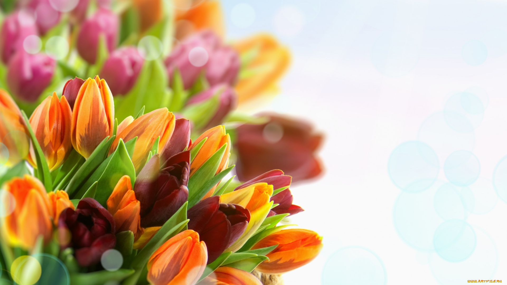 цветы, тюльпаны, букет, бутоны