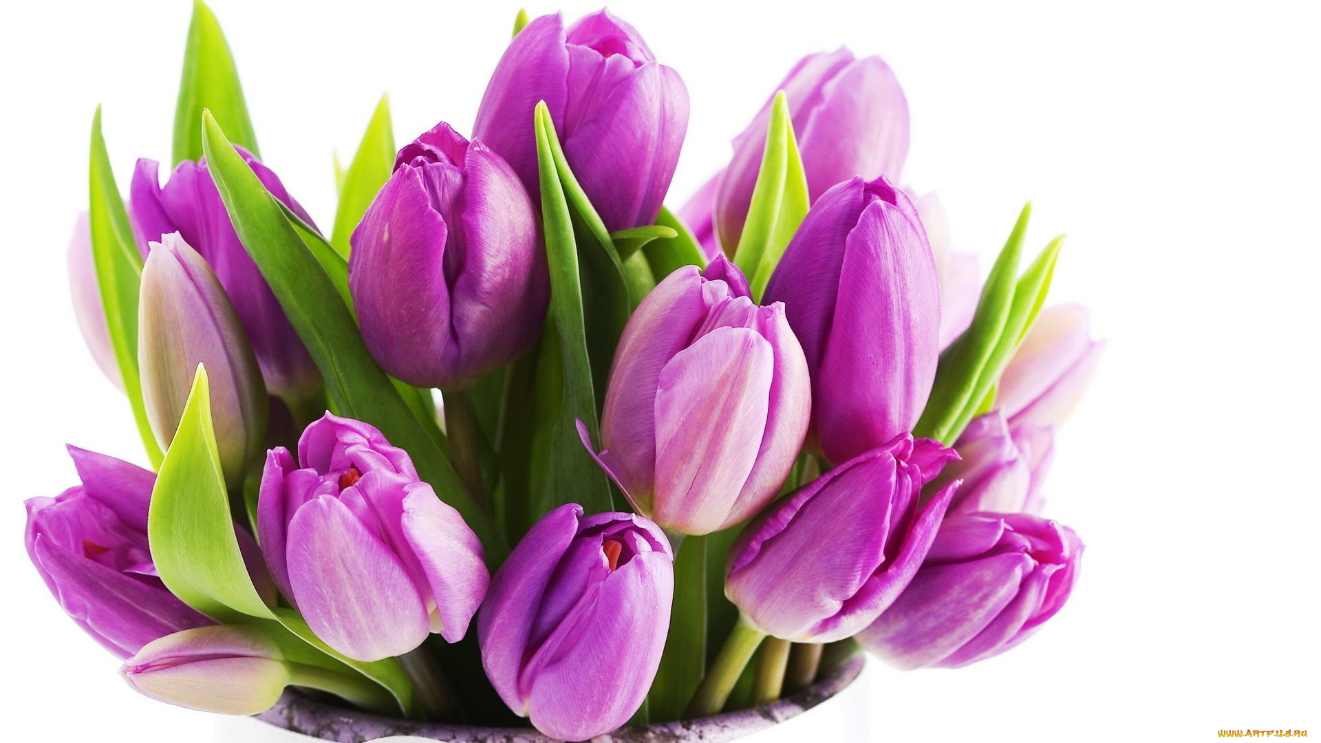 цветы, тюльпаны, бутоны