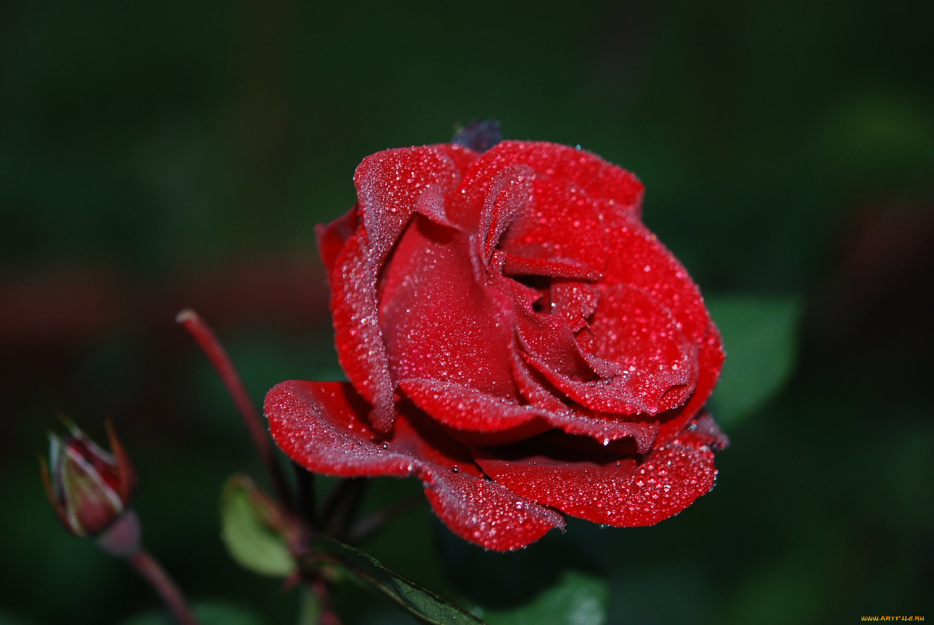 цветы, розы, красный