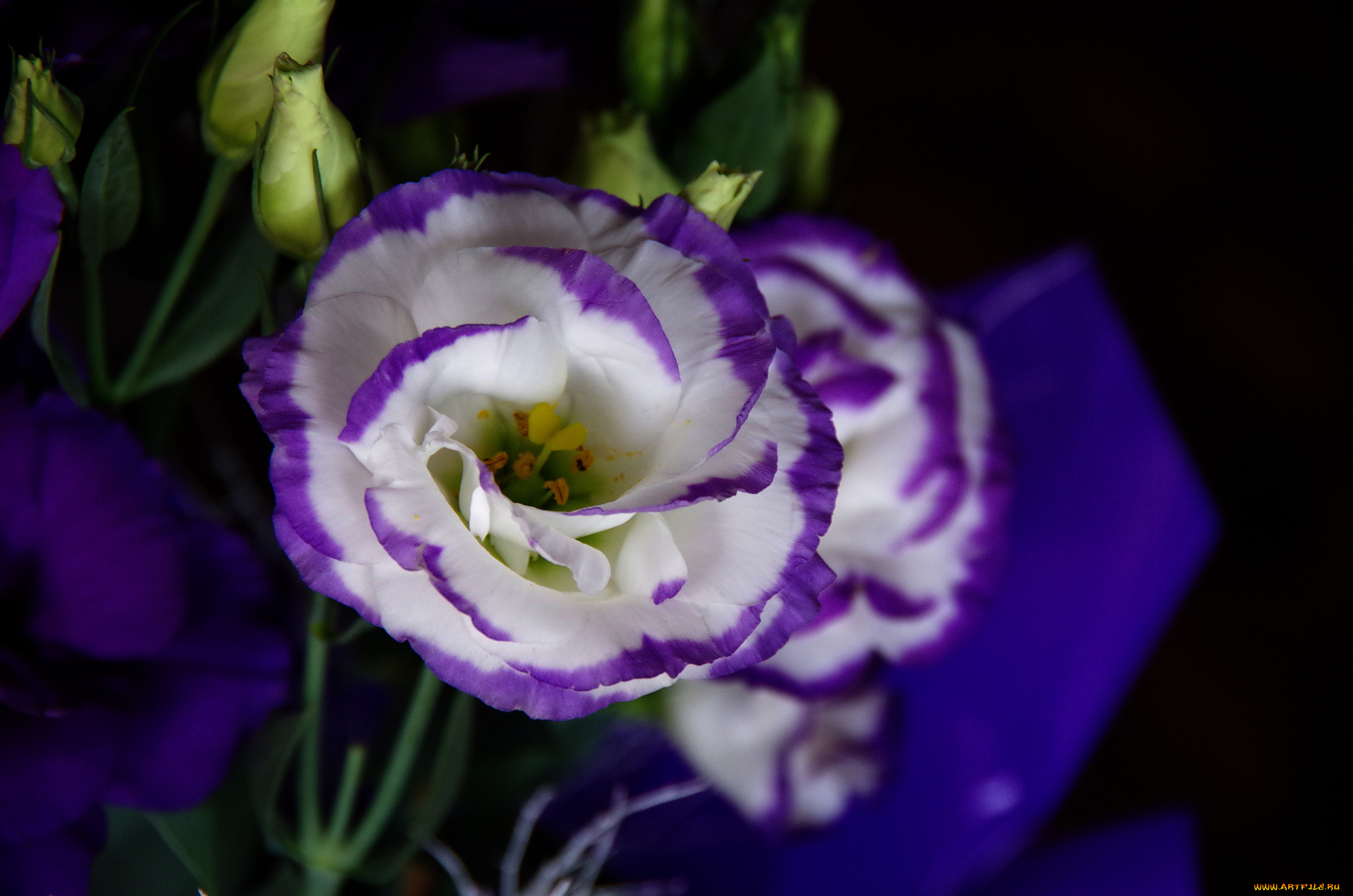 цветы, эустома, цветок