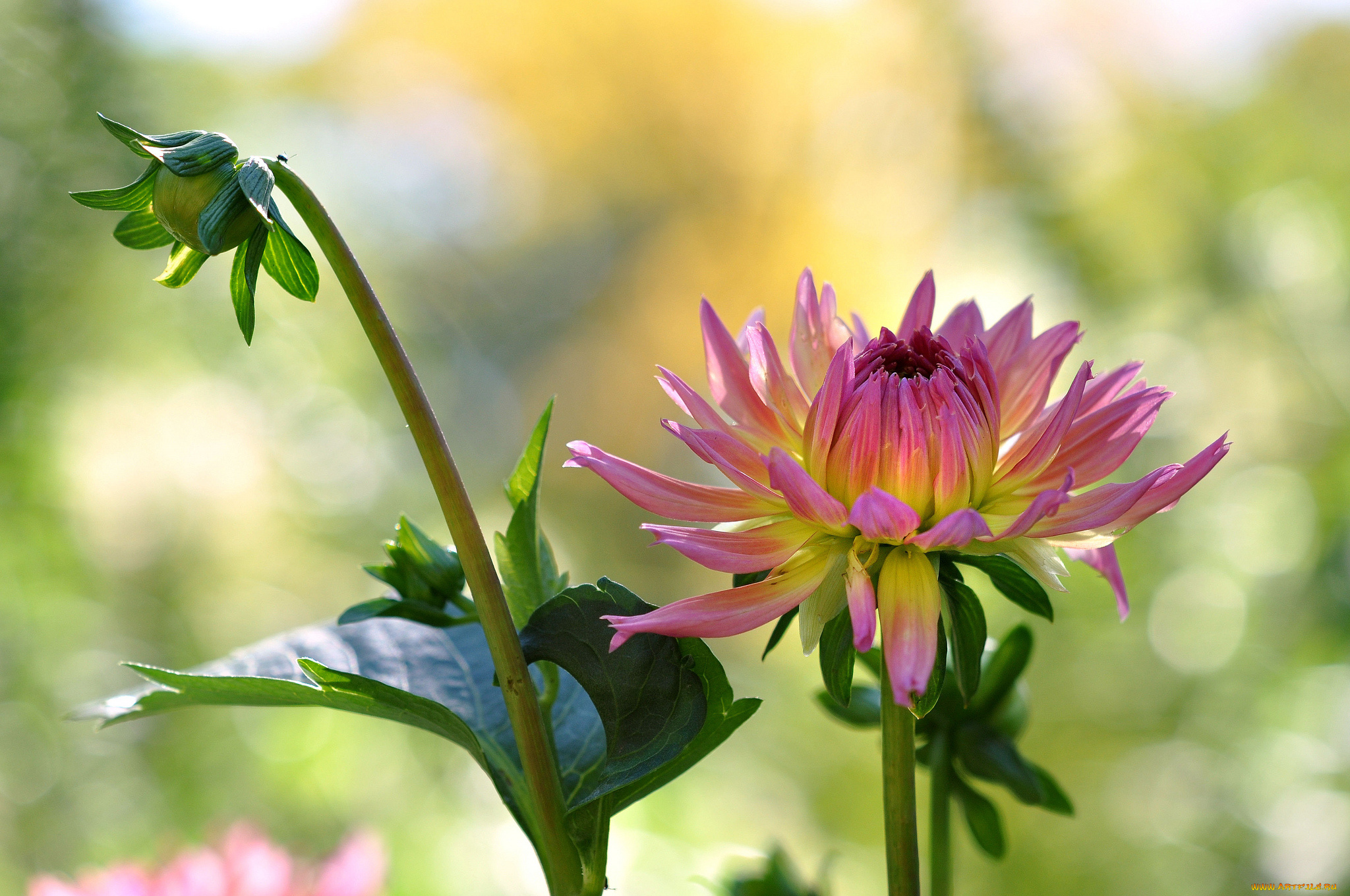 цветы, георгины, бутон