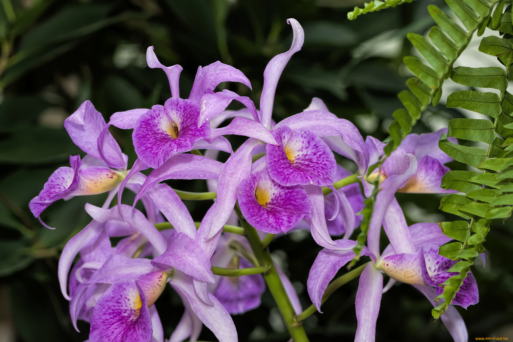 цветы, орхидеи, экзотика