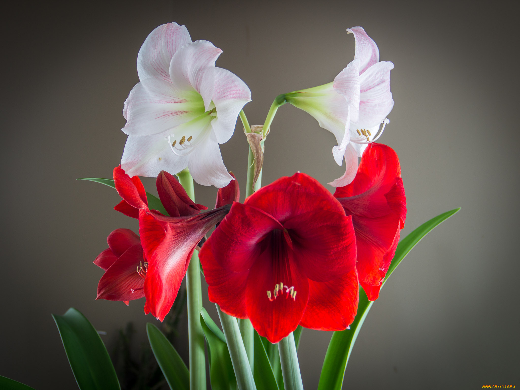 цветы, амариллисы, , гиппеаструмы, гладиолусы