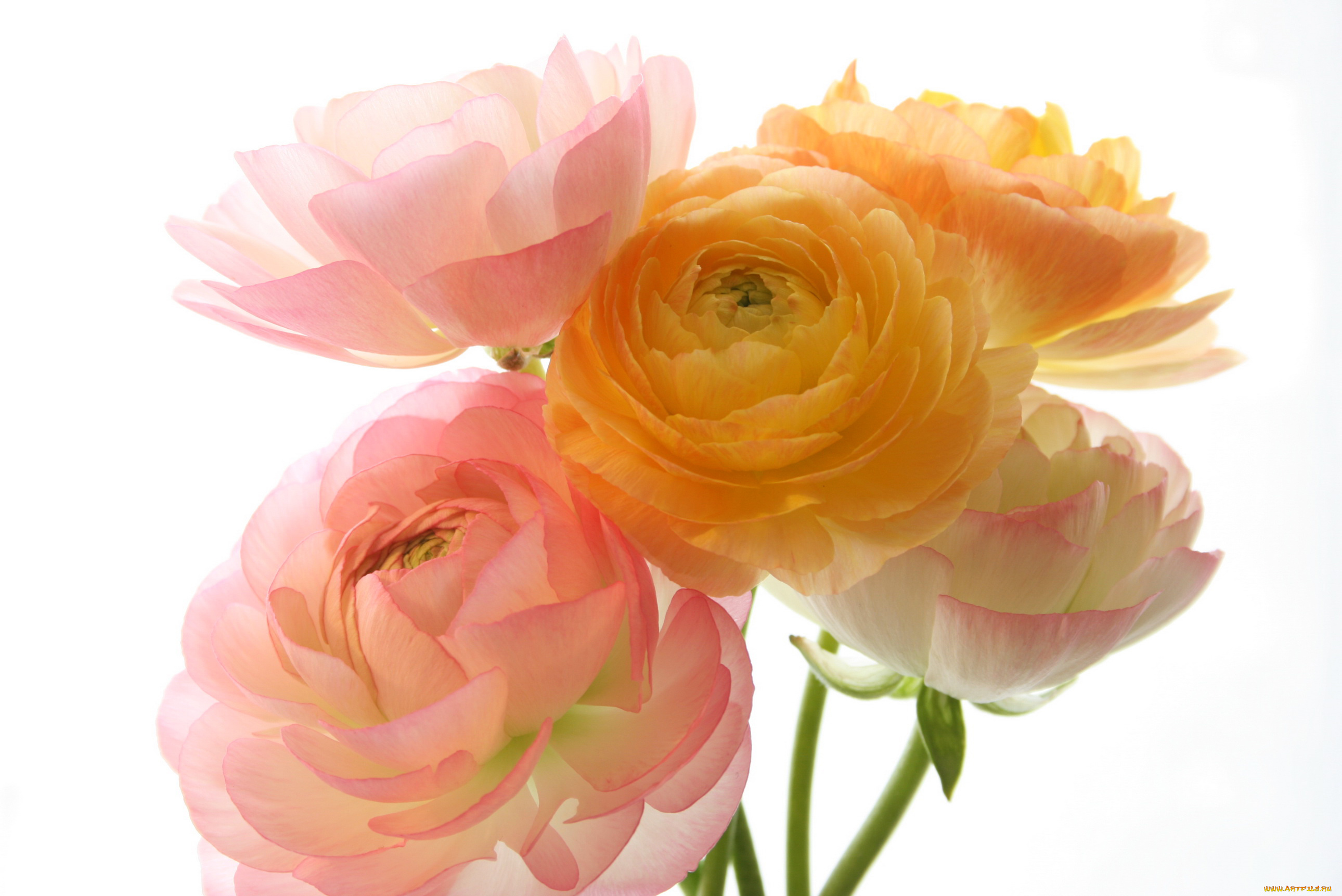 цветы, ранункулюс, , азиатский, лютик, букет, лютик, ranunculus