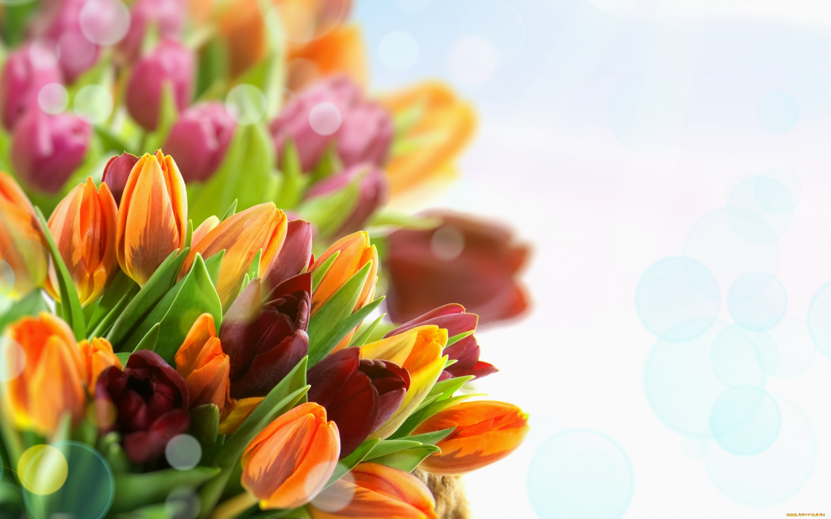 цветы, тюльпаны, букет, бутоны