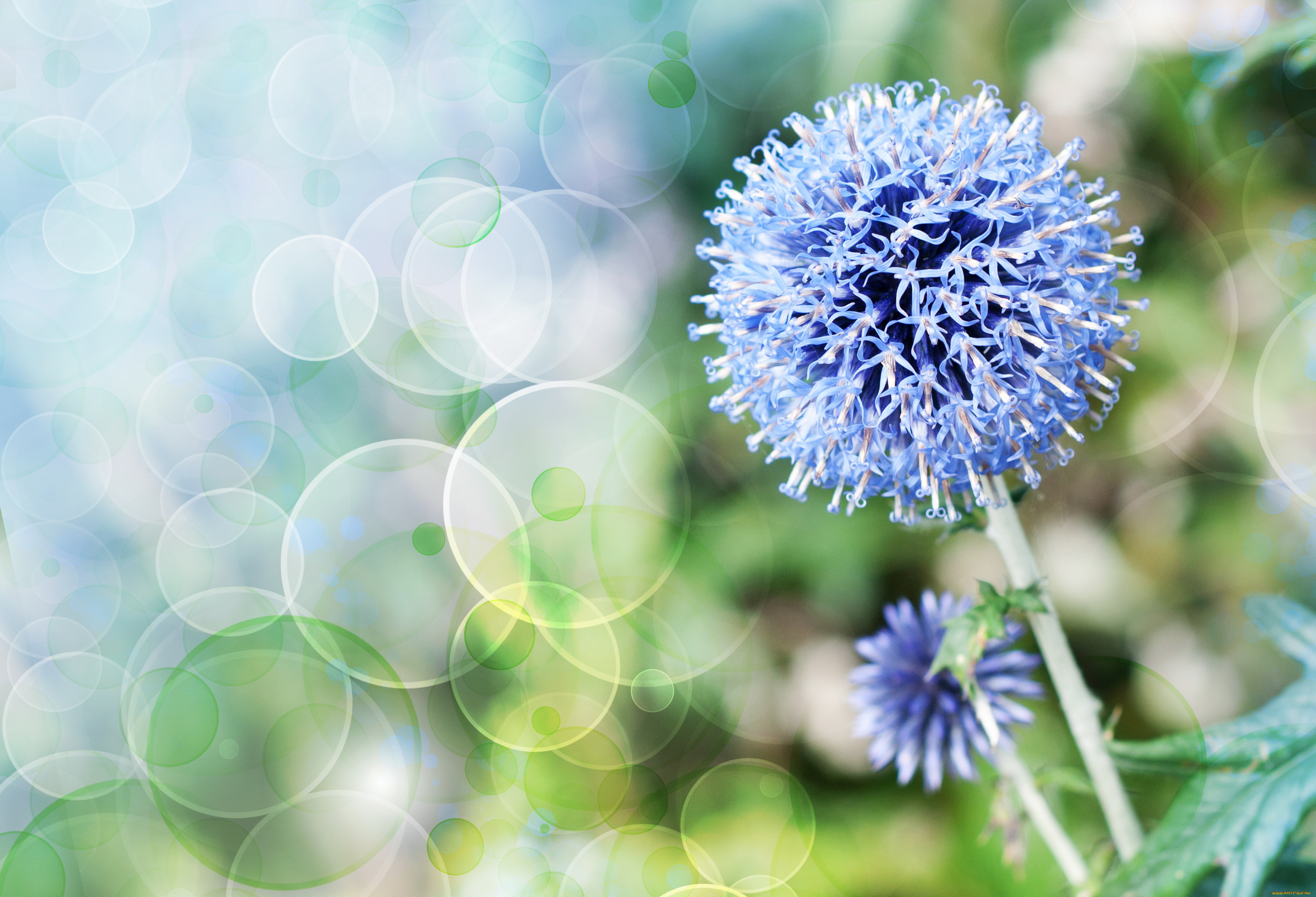 цветы, цветок, боке, стебель