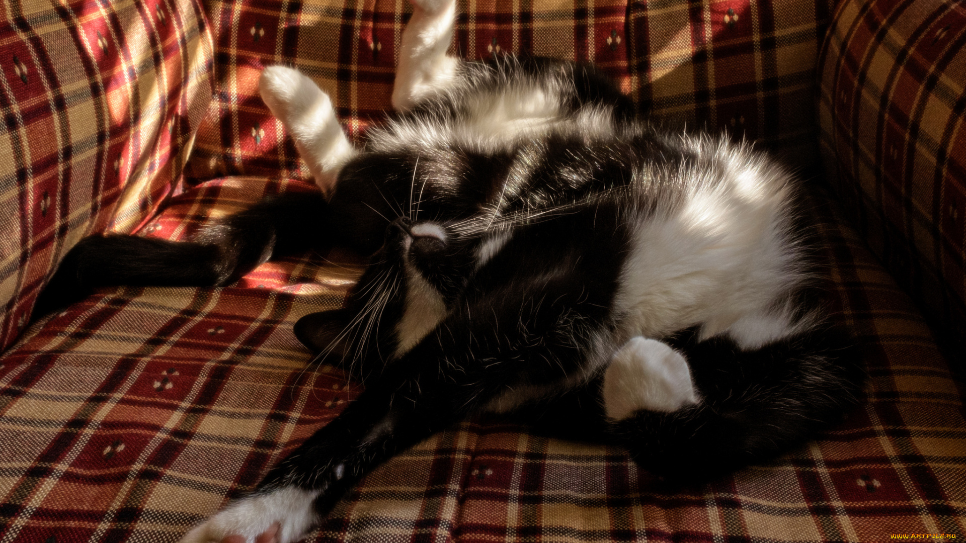 животные, коты, потягушки, лежит, поза, коте, киса, кресло