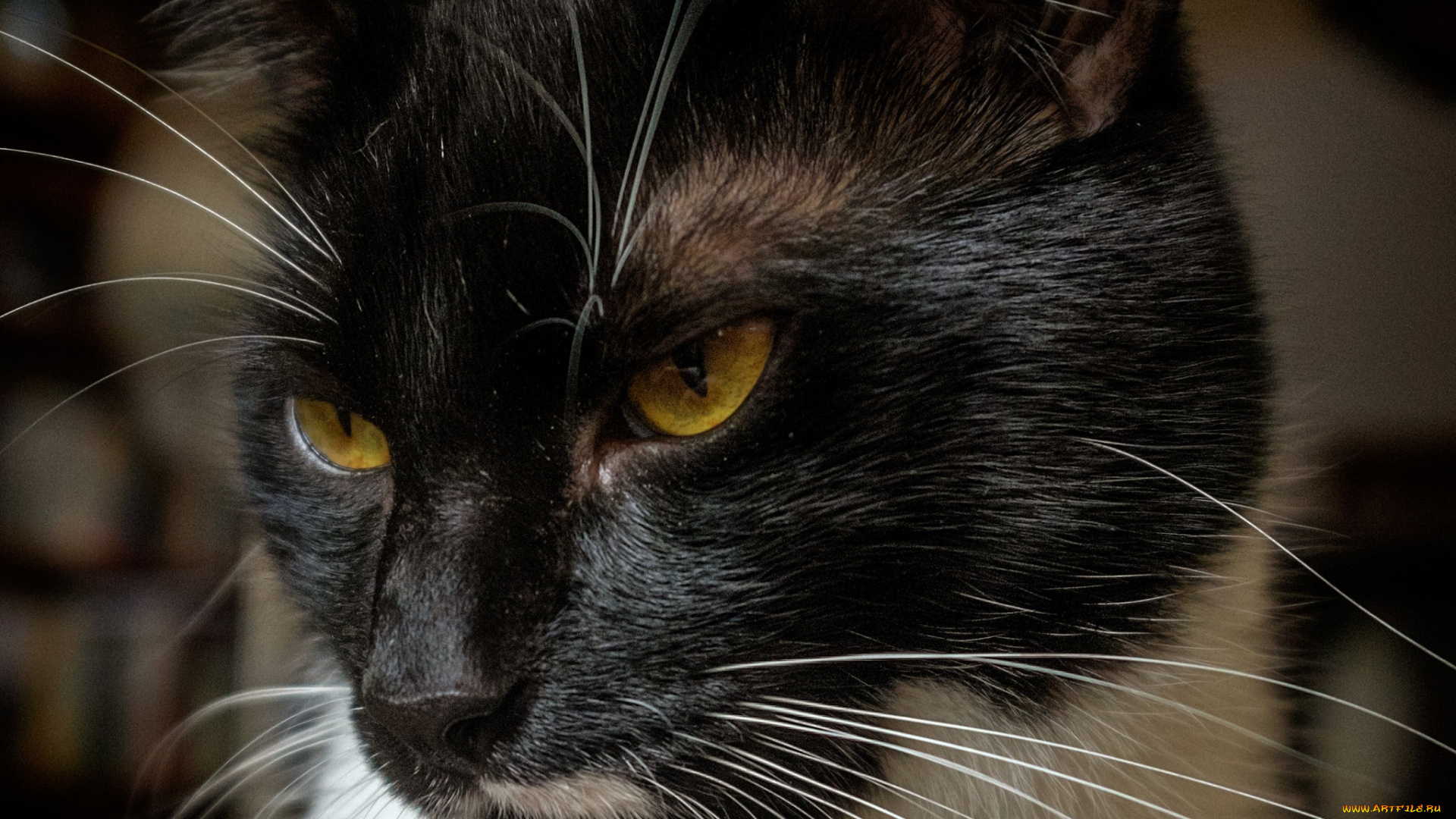 животные, коты, взгляд, кот, киса