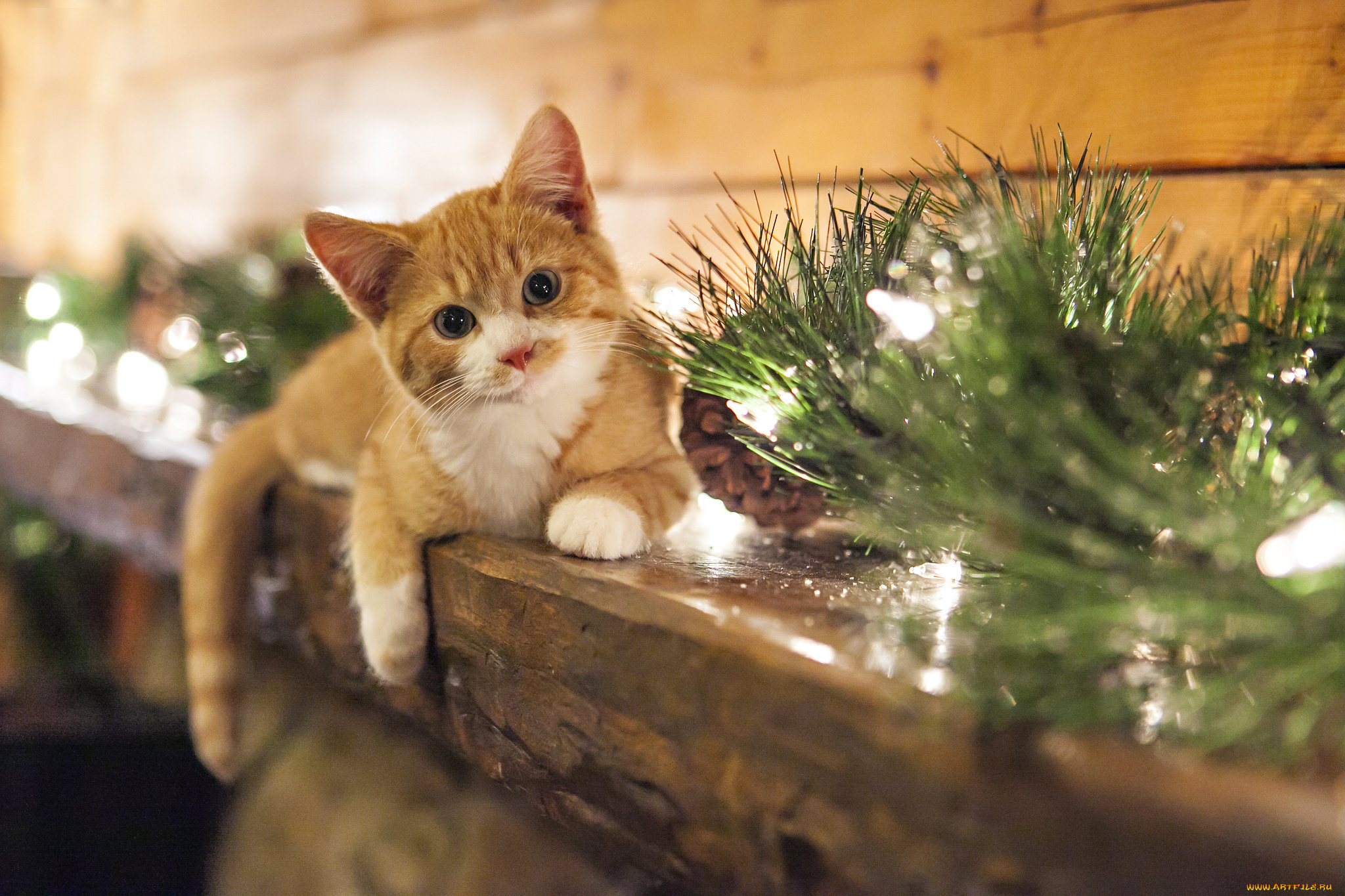 животные, коты, улыбка, взгляд, рождество, шишки, котенок, smile, cones, christmas, kitten, view