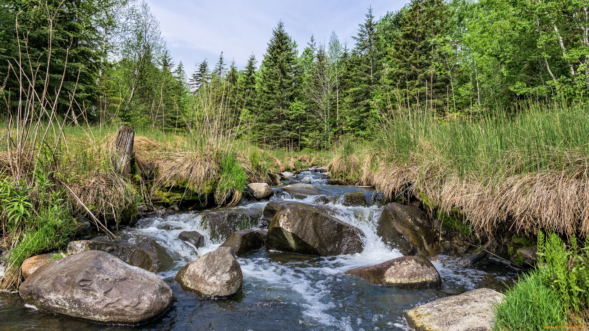 природа, реки, озера, лес, река