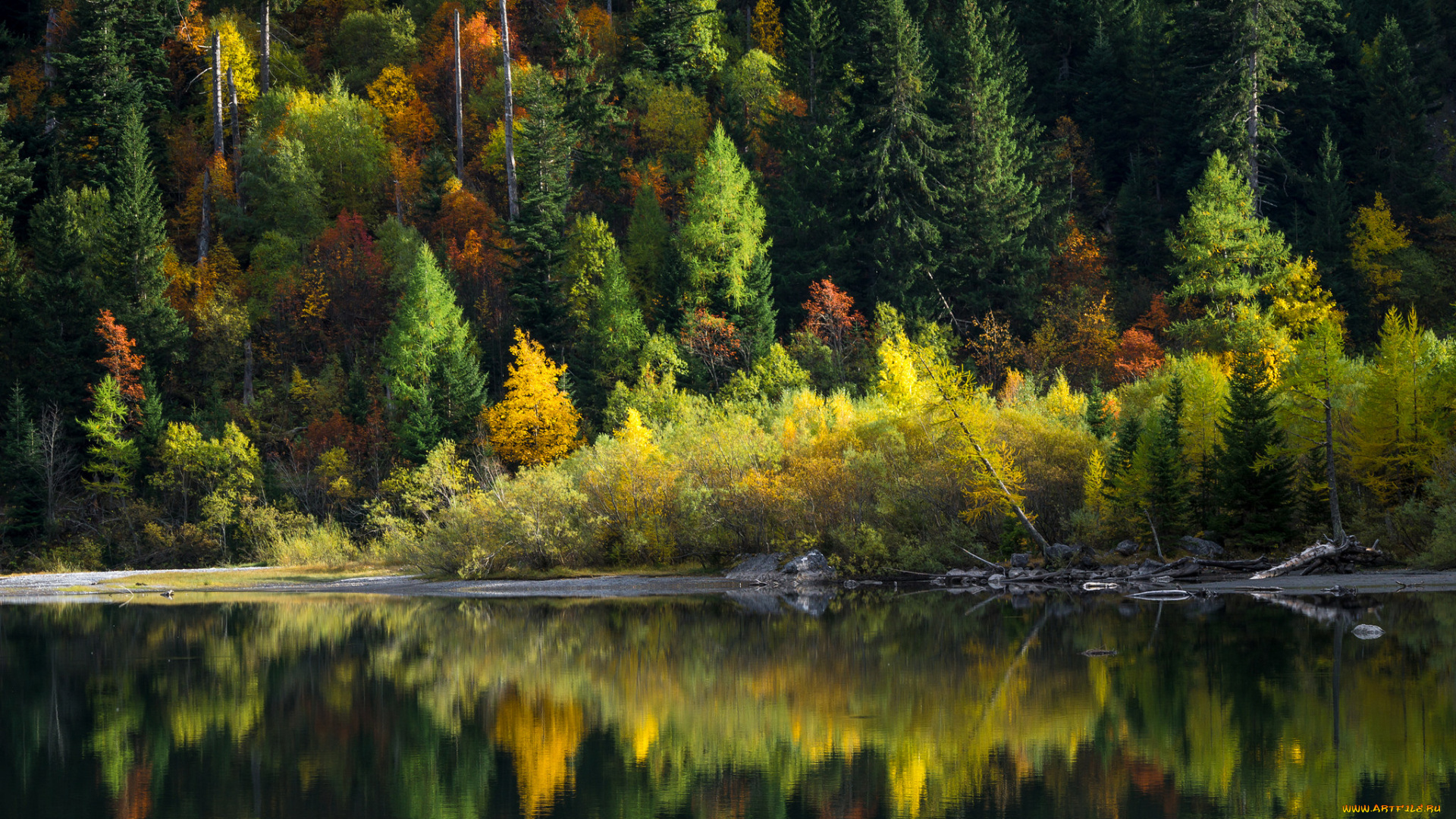 природа, реки, озера, лес, река