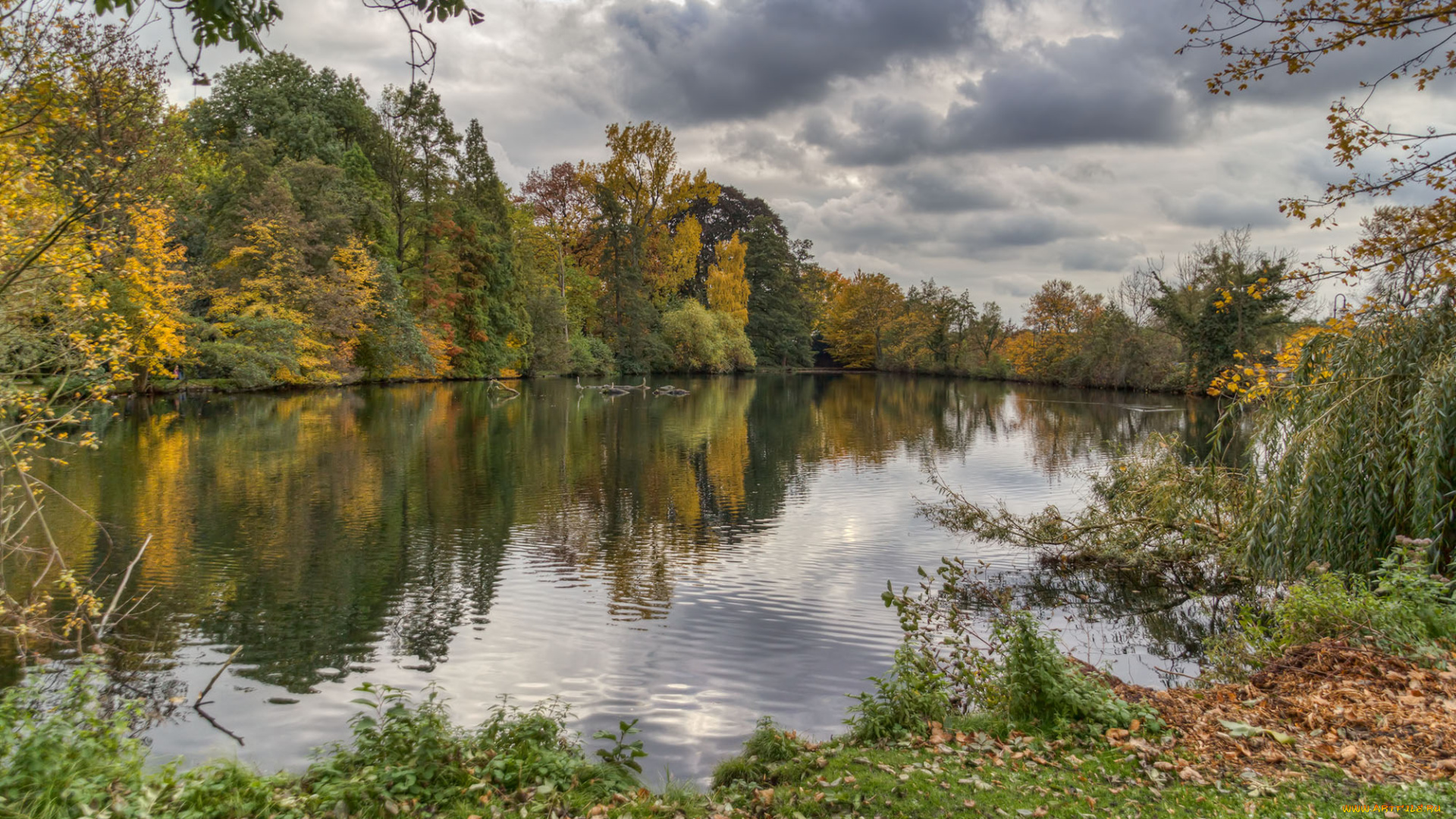 природа, реки, озера, лес, река