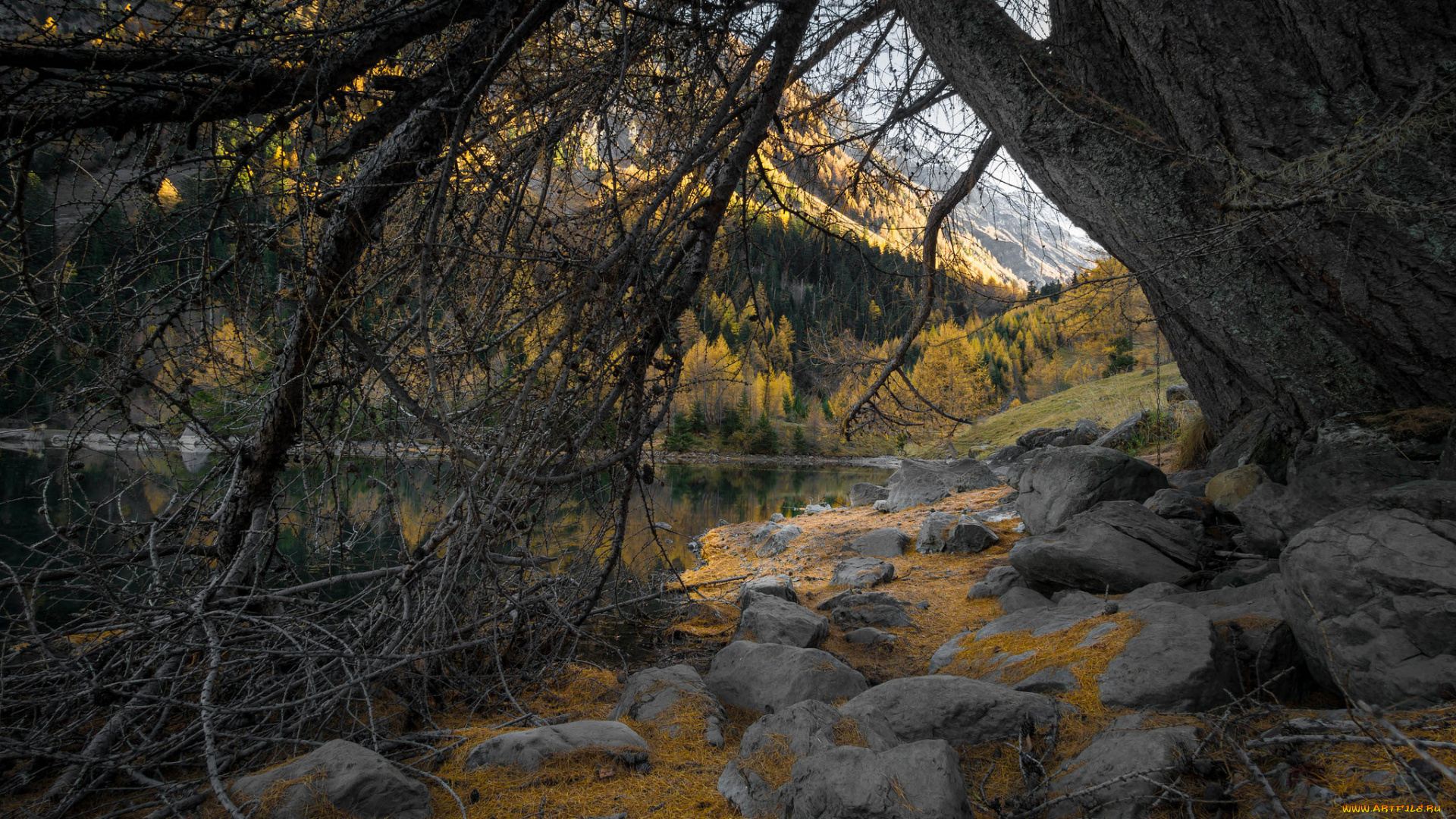 природа, реки, озера, лес, река