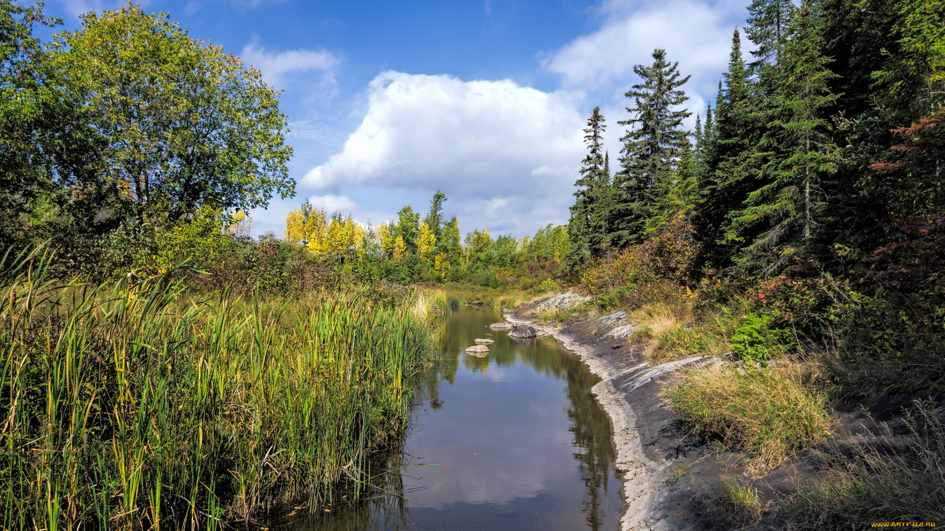 природа, реки, озера, лес, река