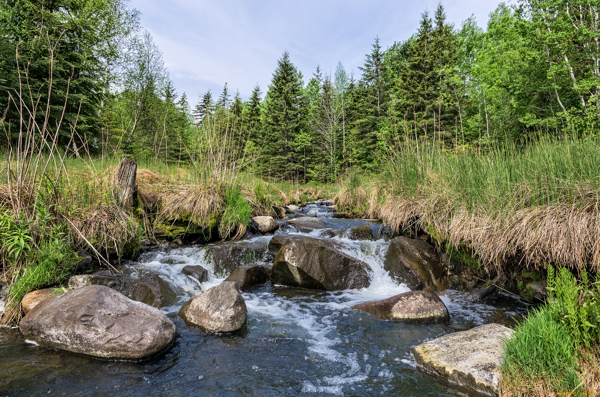 природа, реки, озера, лес, река