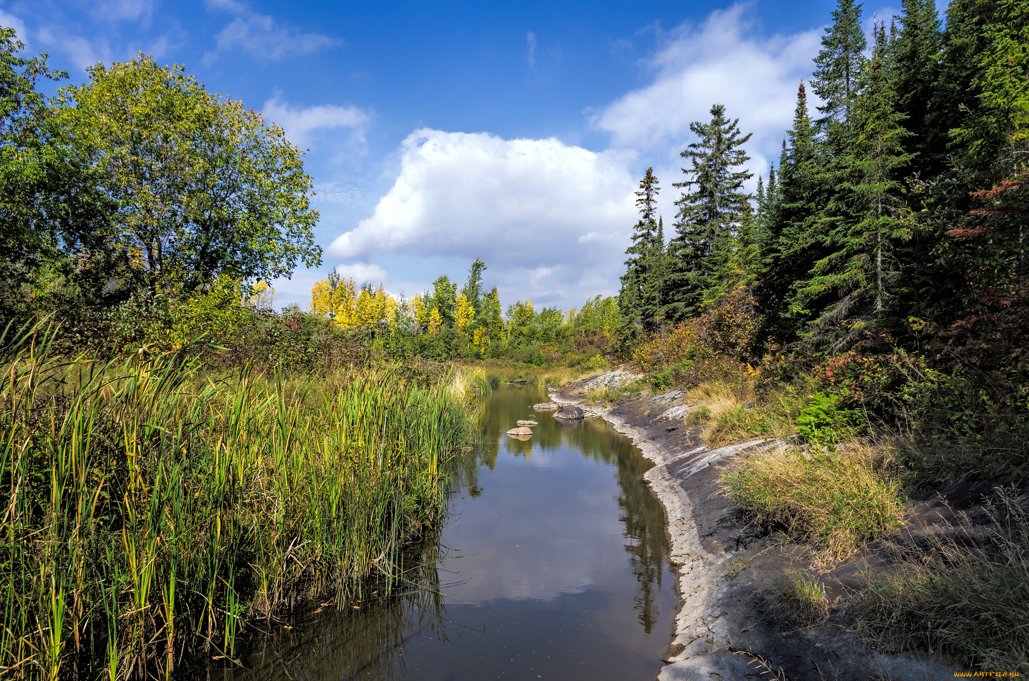 природа, реки, озера, лес, река