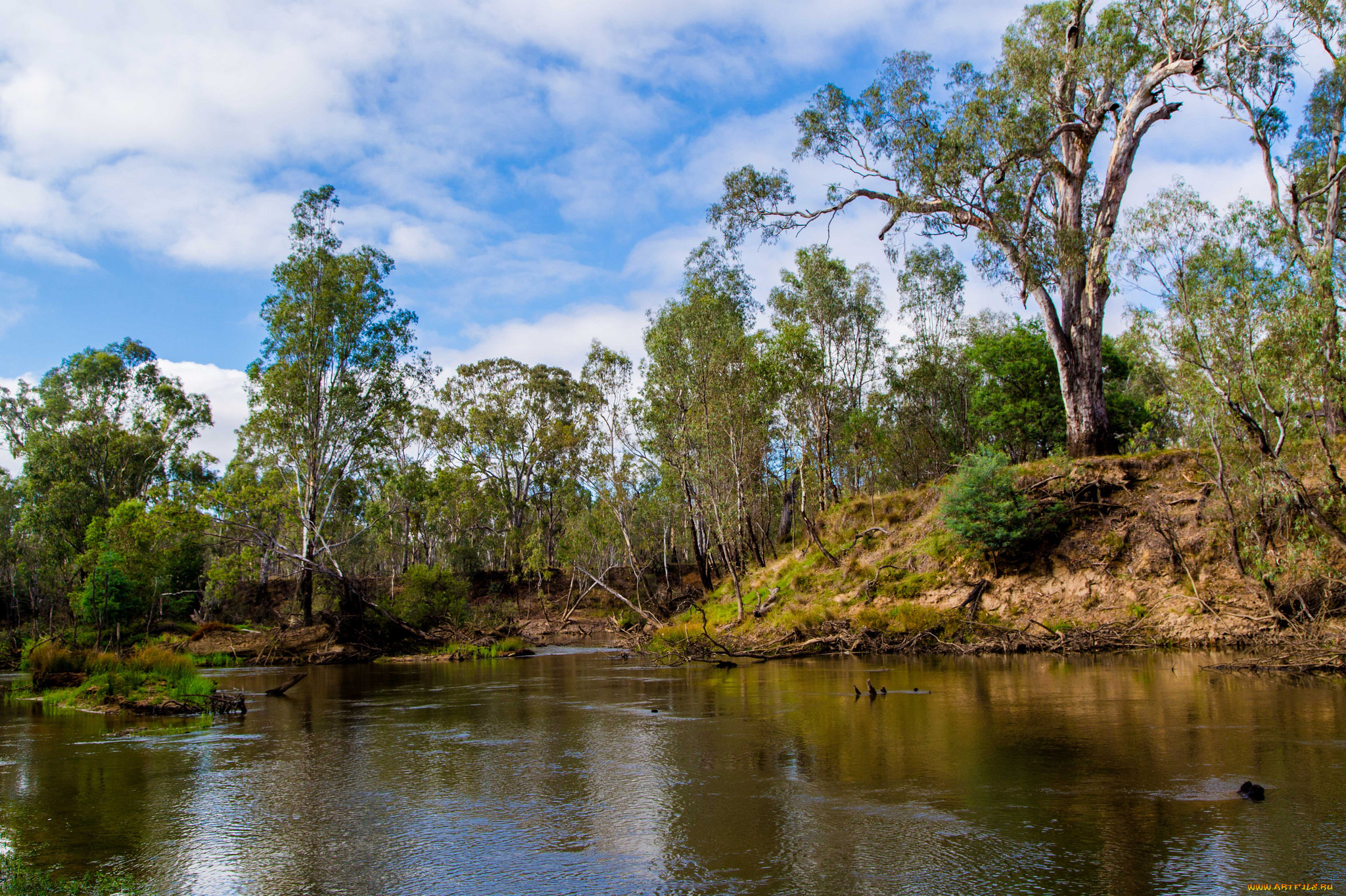 природа, реки, озера, лес, река