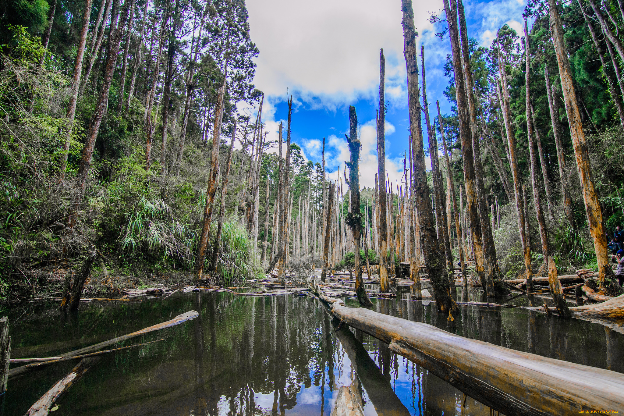 природа, реки, озера, лес, река