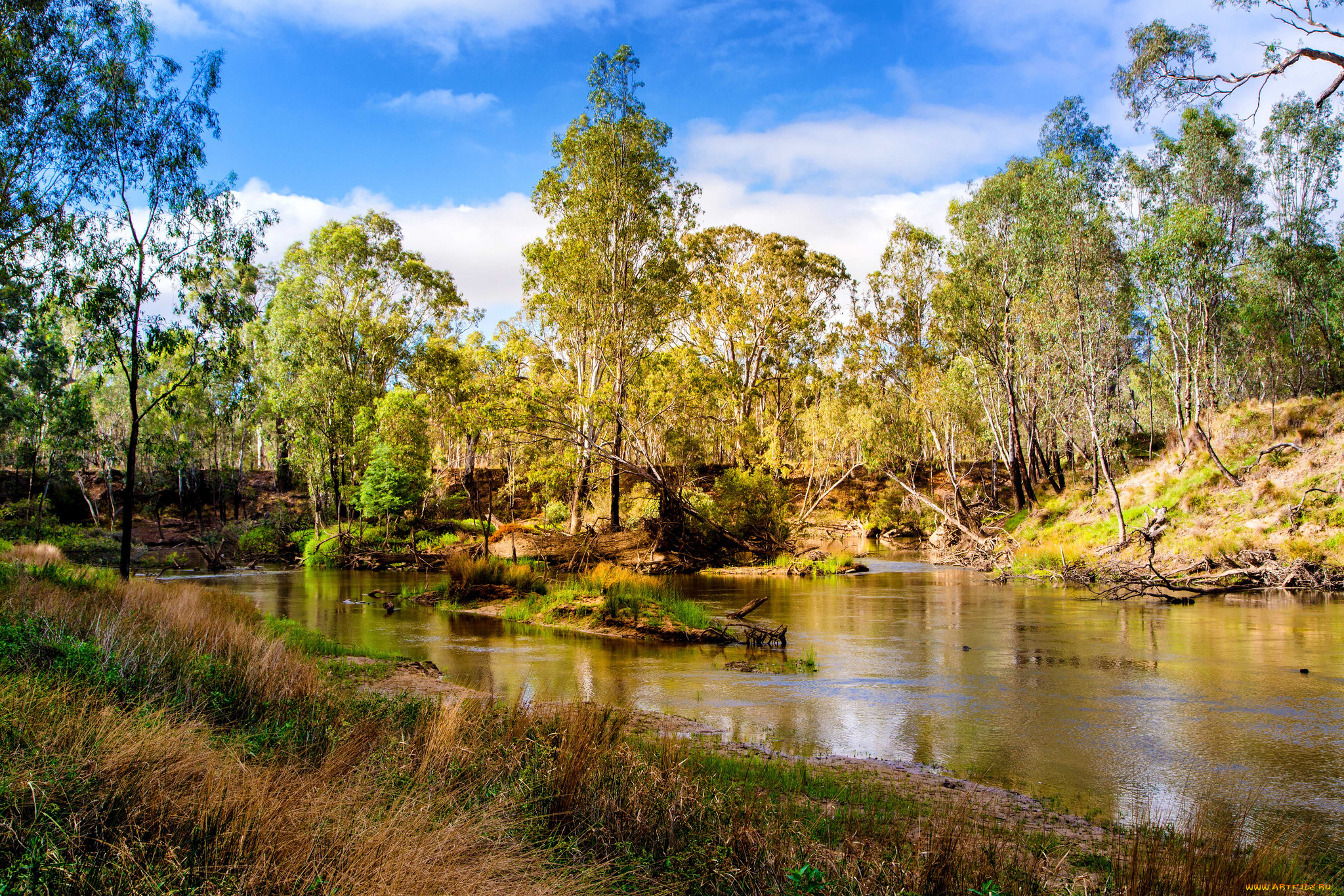 природа, реки, озера, лес, река