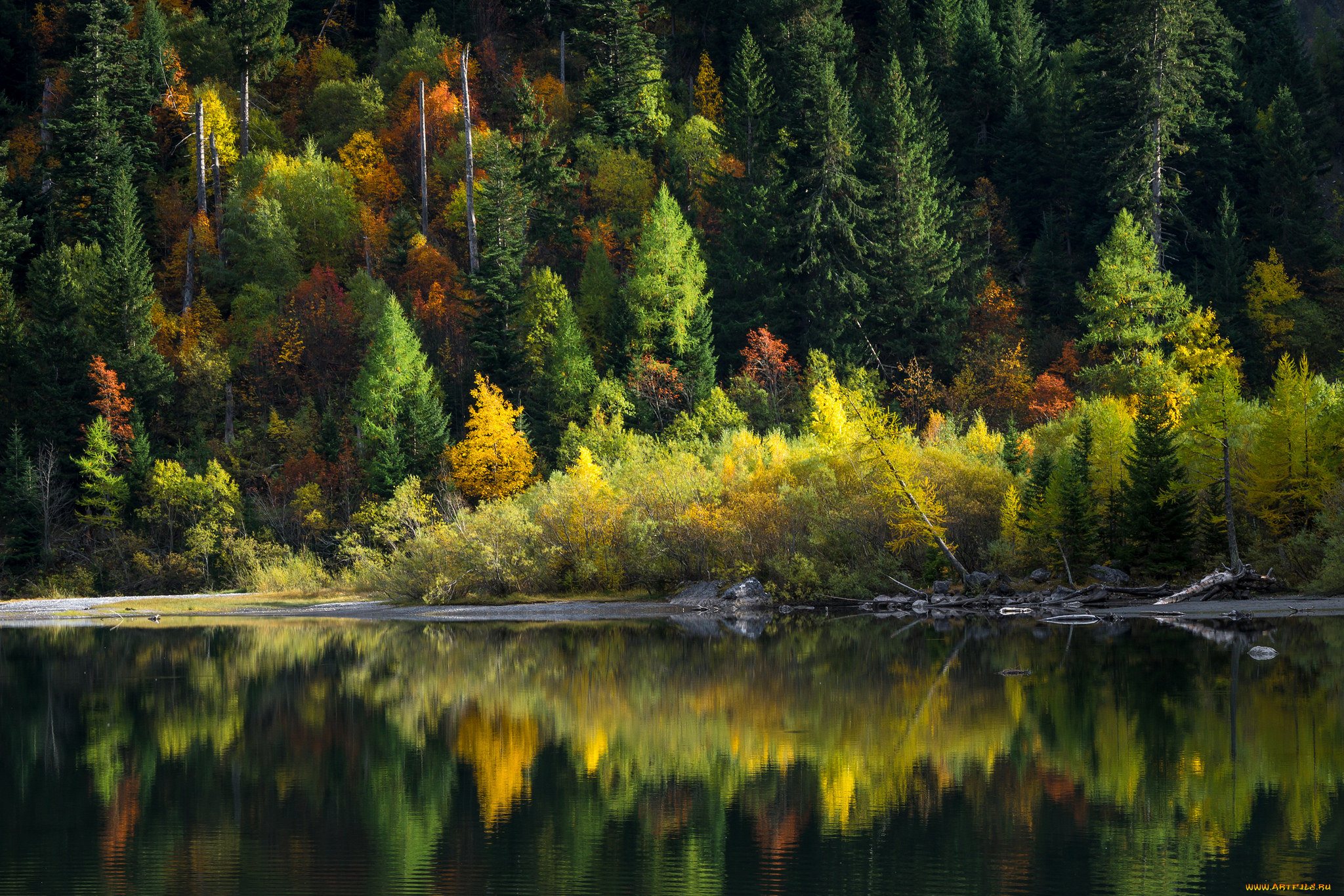 природа, реки, озера, лес, река