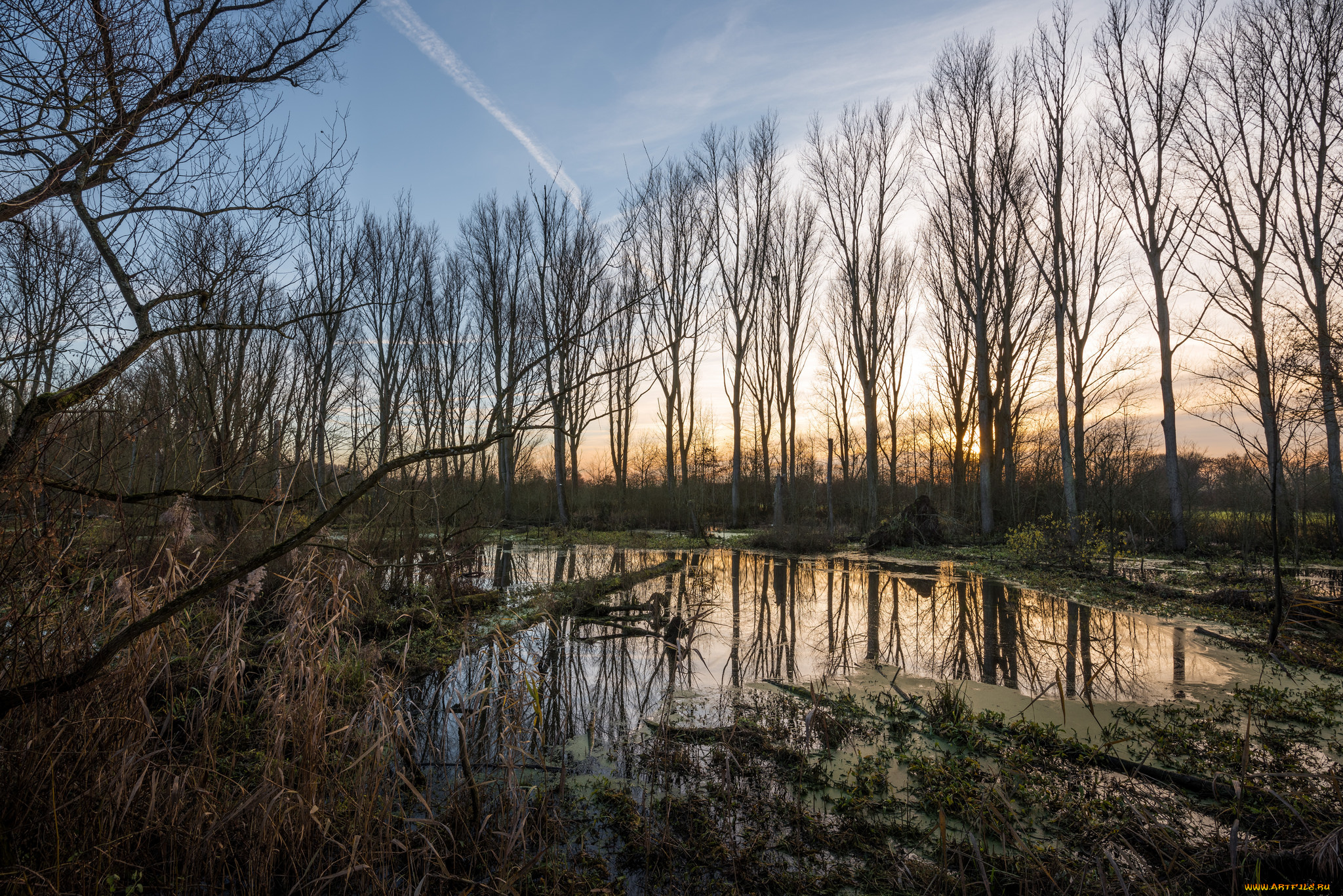 природа, реки, озера, лес, река