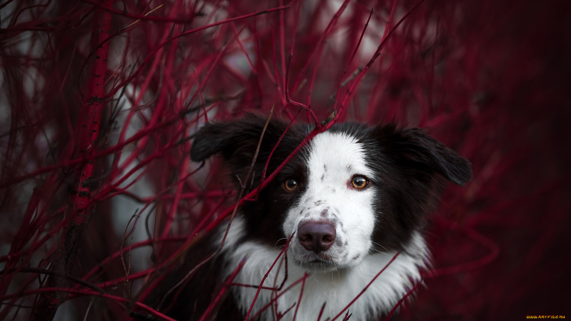 собака, животные, собаки