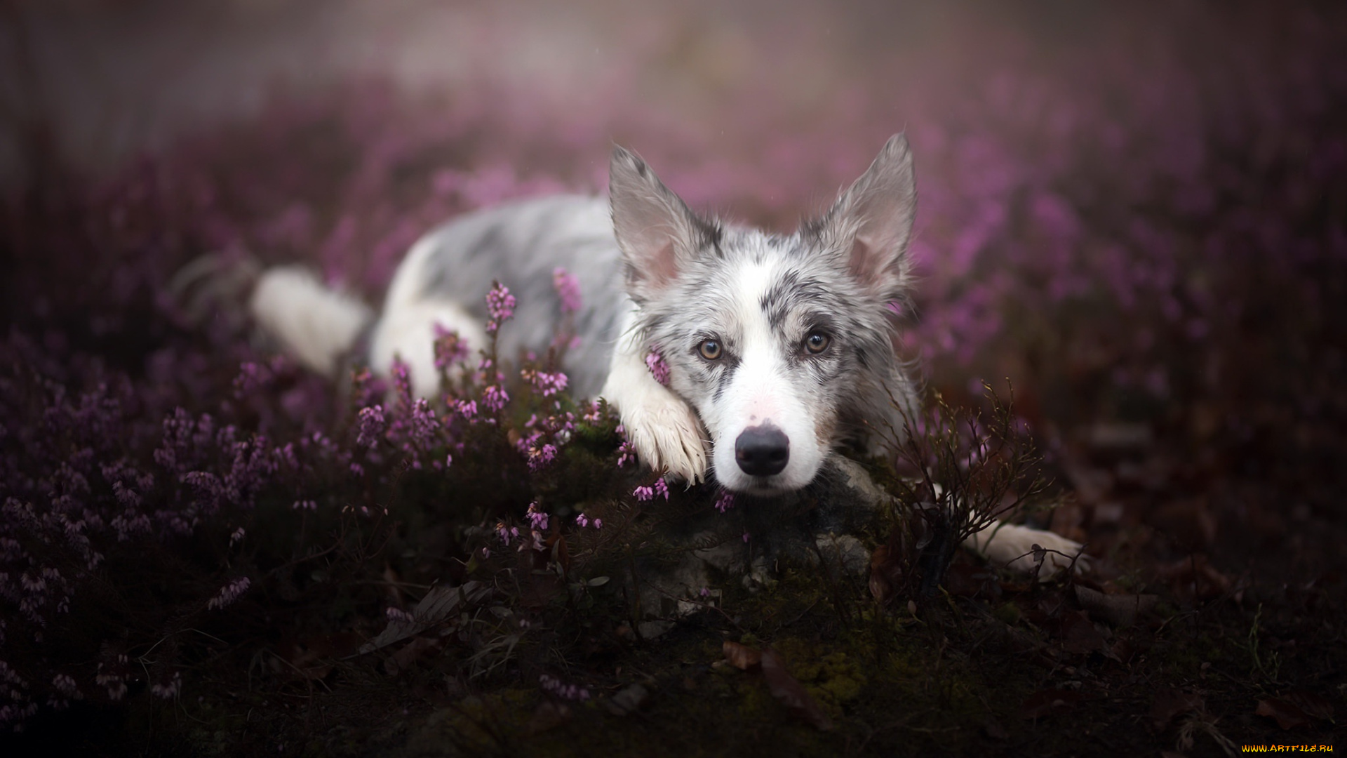 собака, животные, собаки