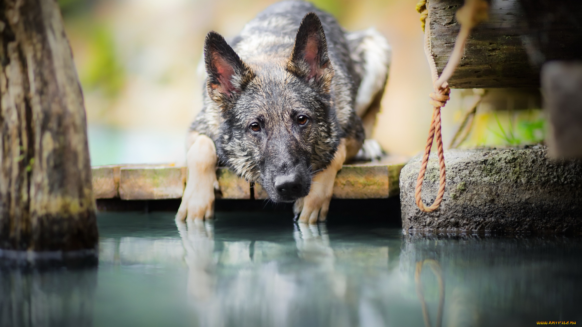 собака, животные, собаки