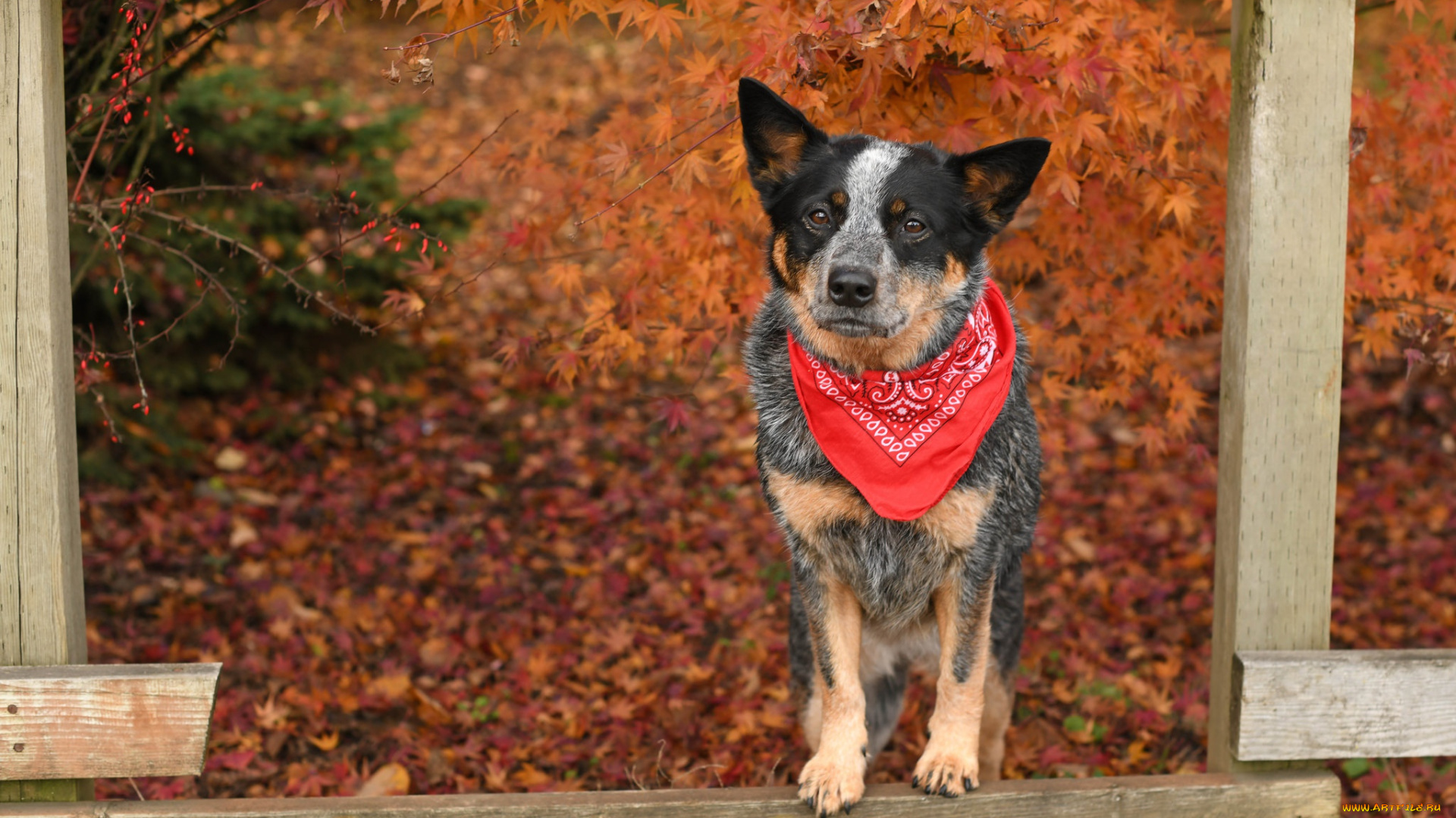 собака, животные, собаки