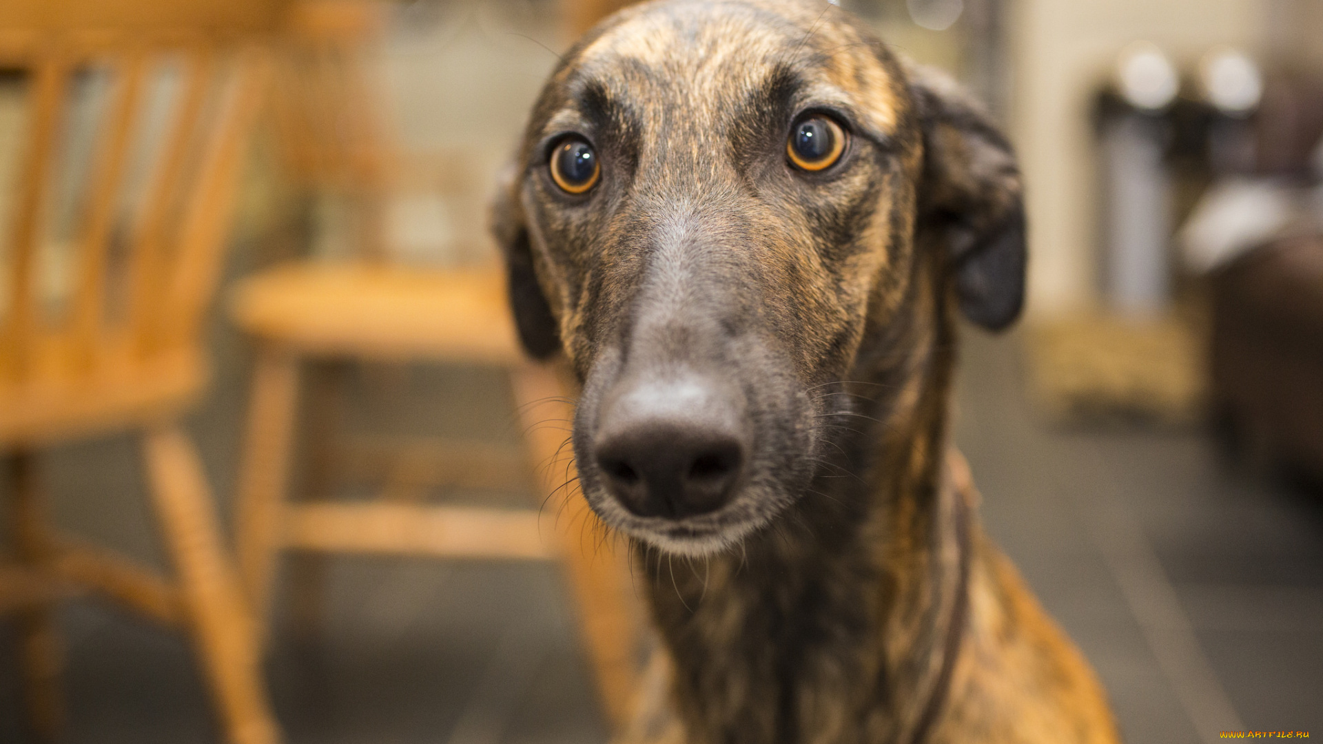 собака, животные, собаки