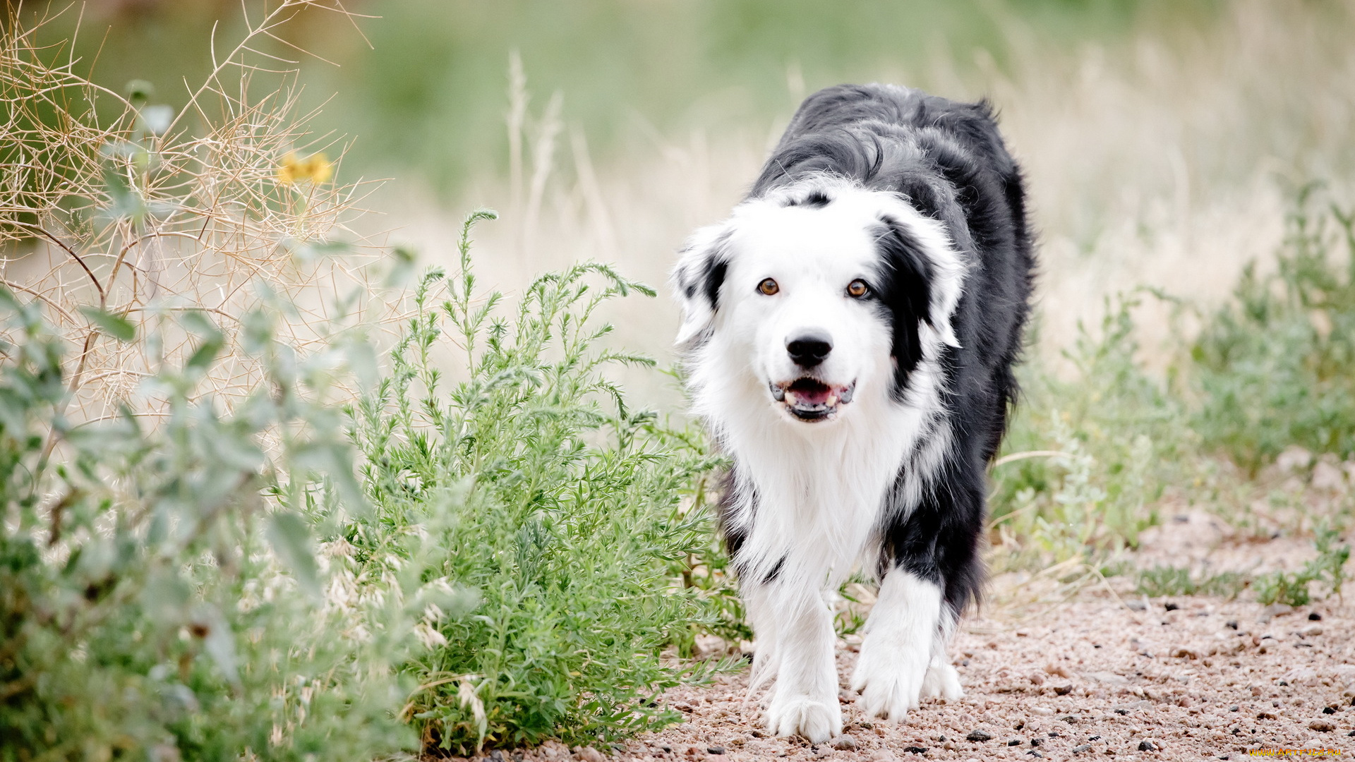 собака, животные, собаки