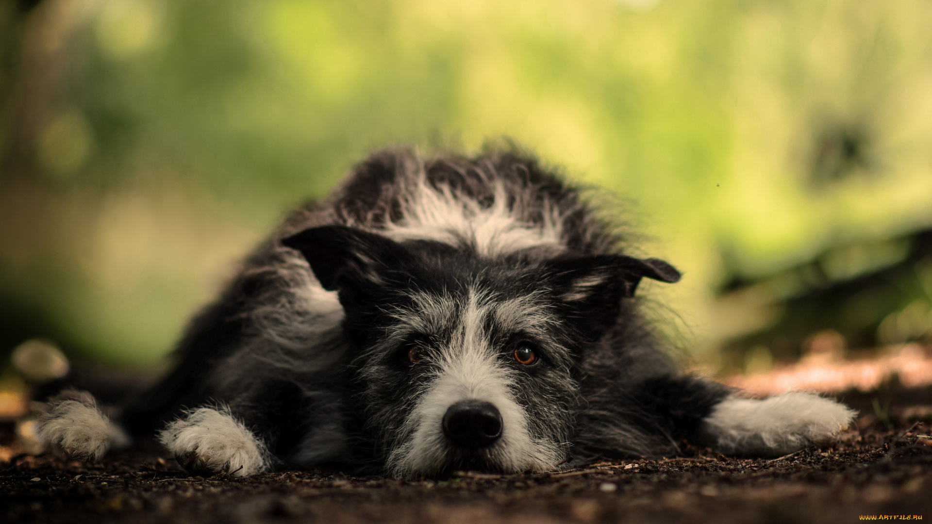 собака, животные, собаки