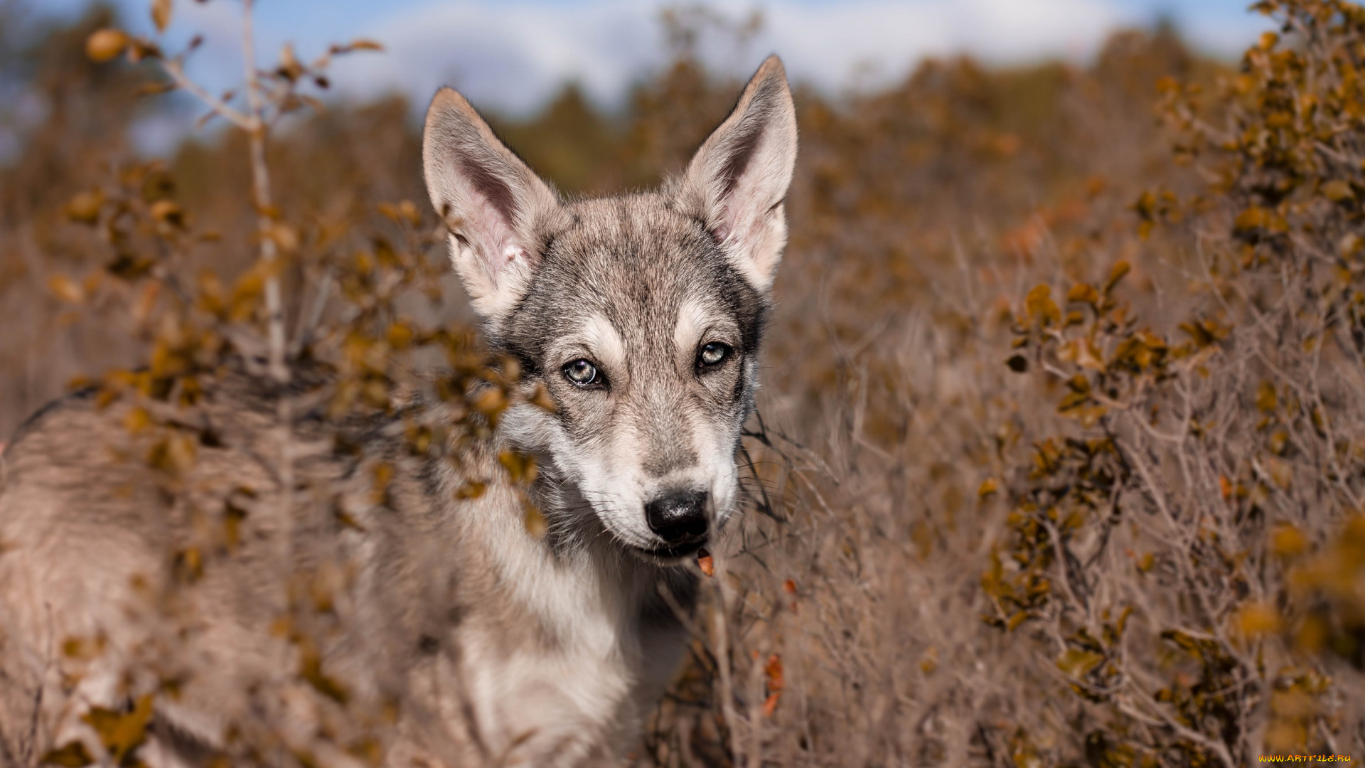 собака, животные, собаки