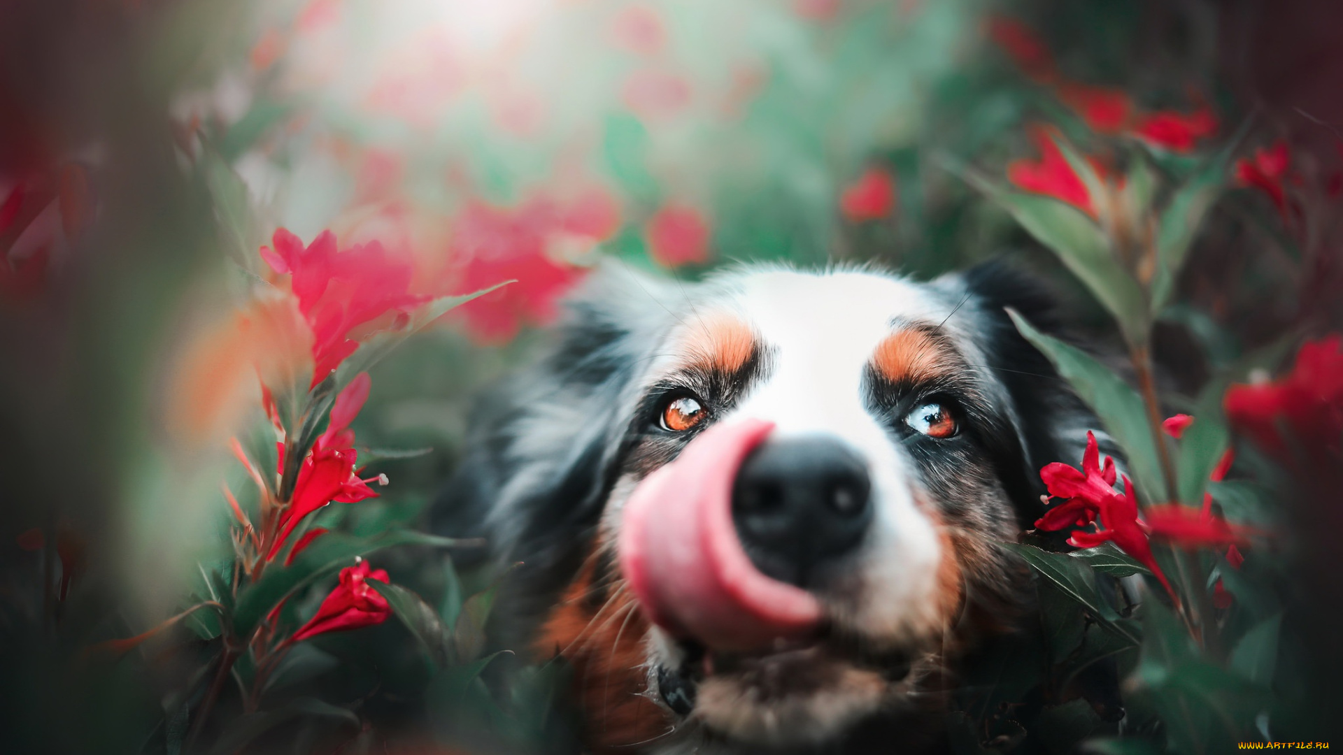 собака, животные, собаки