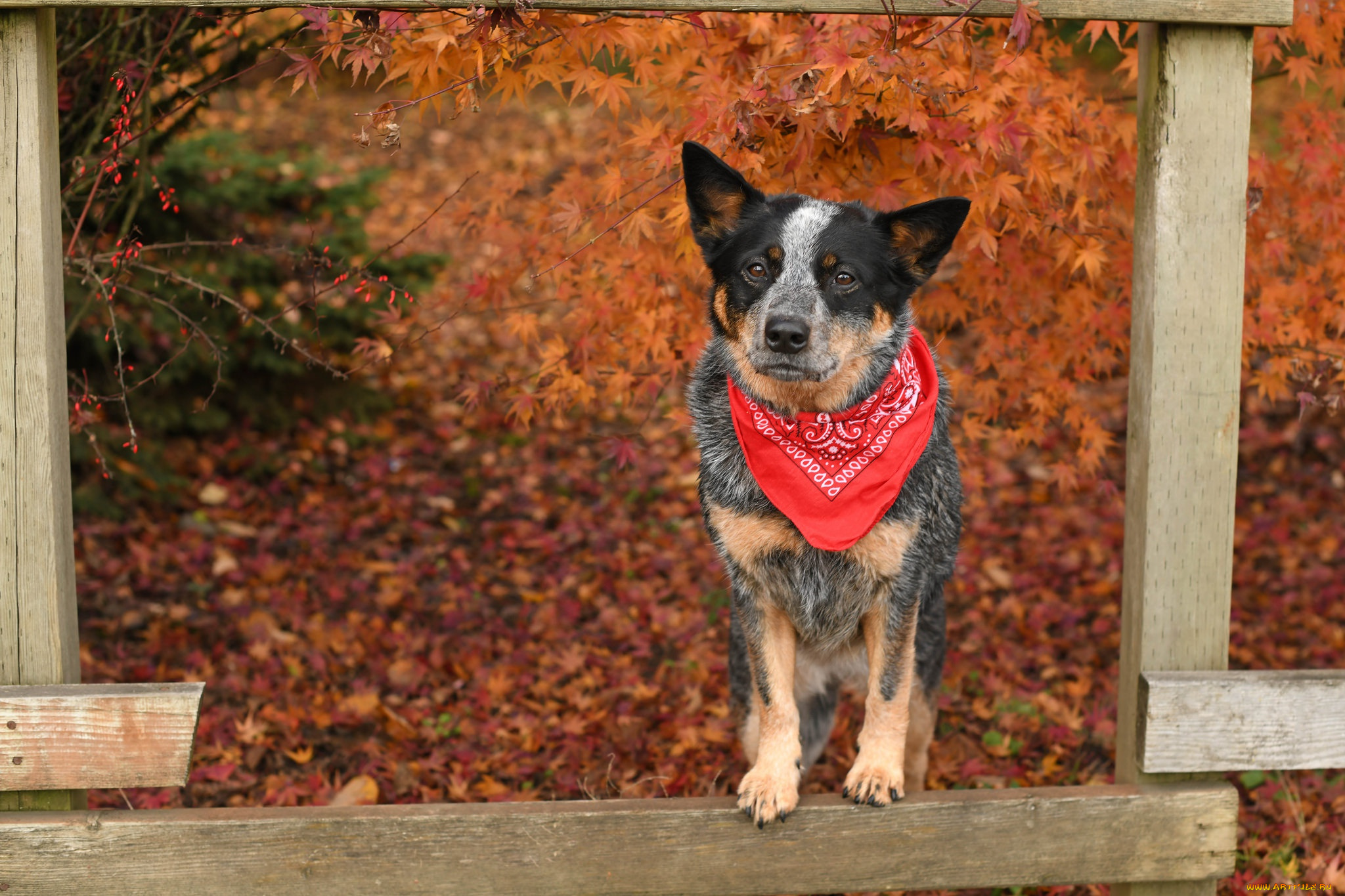 собака, животные, собаки