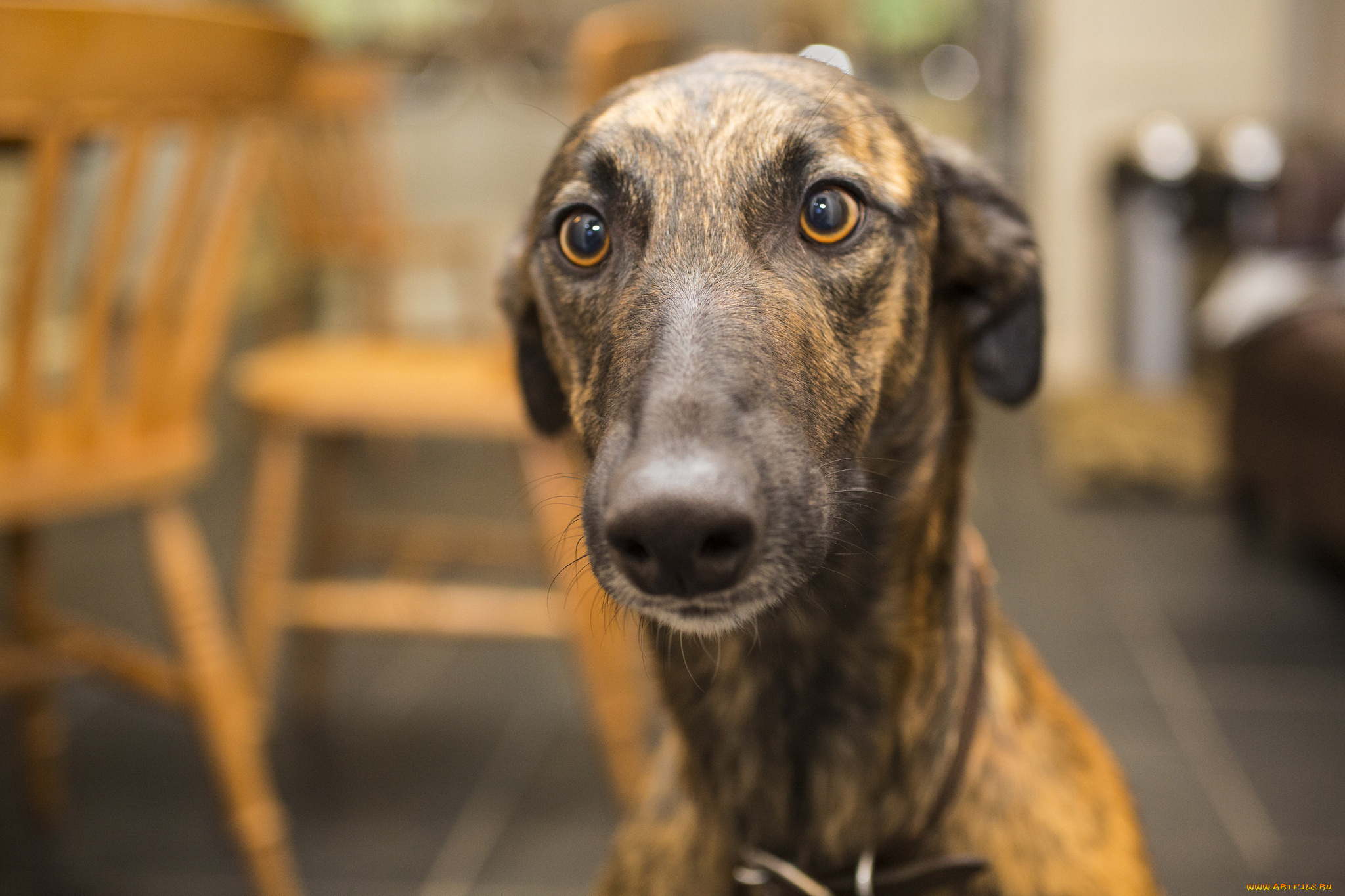 собака, животные, собаки